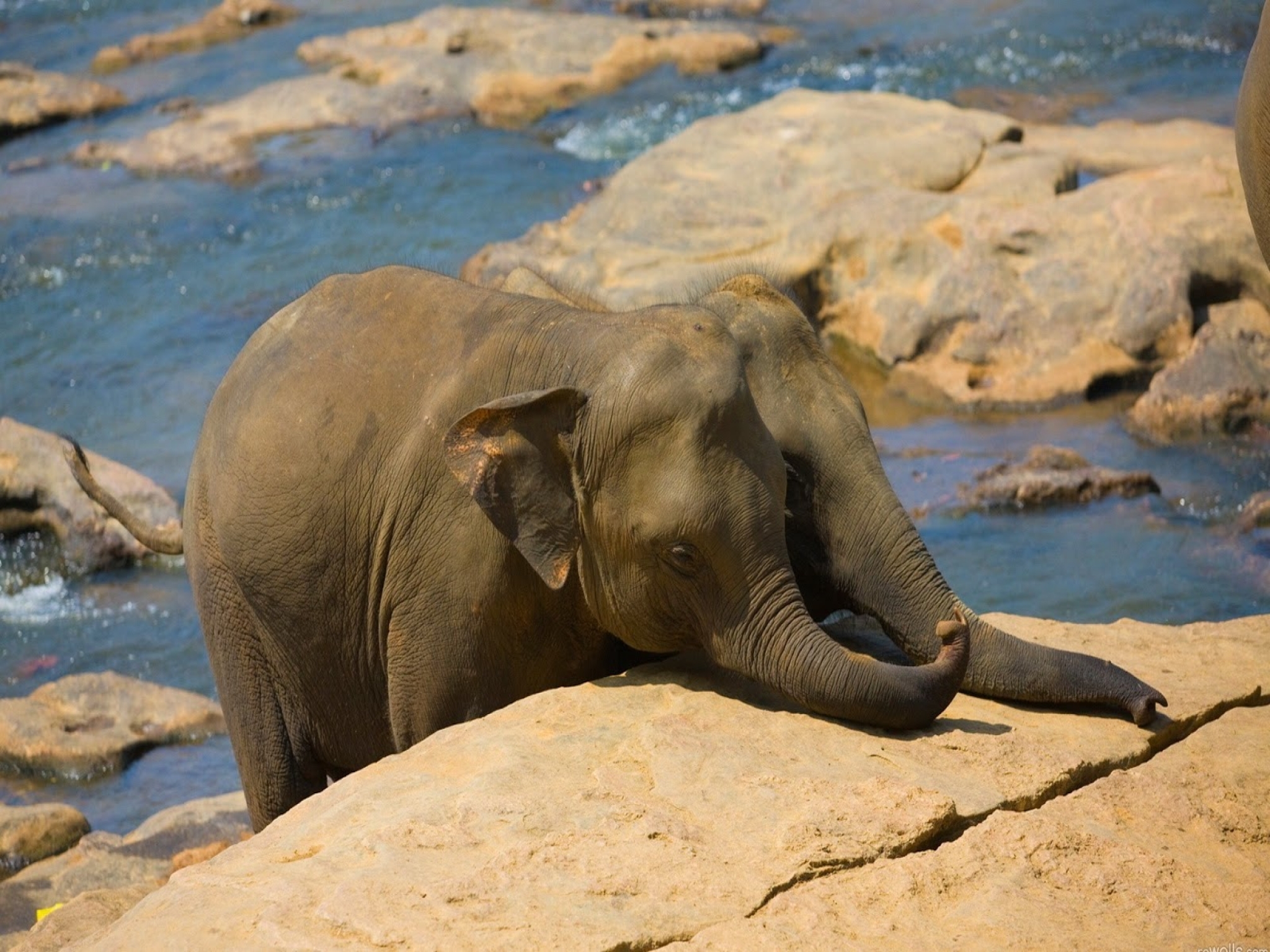 Скачать обои бесплатно Животные, Азиатский Слон картинка на рабочий стол ПК
