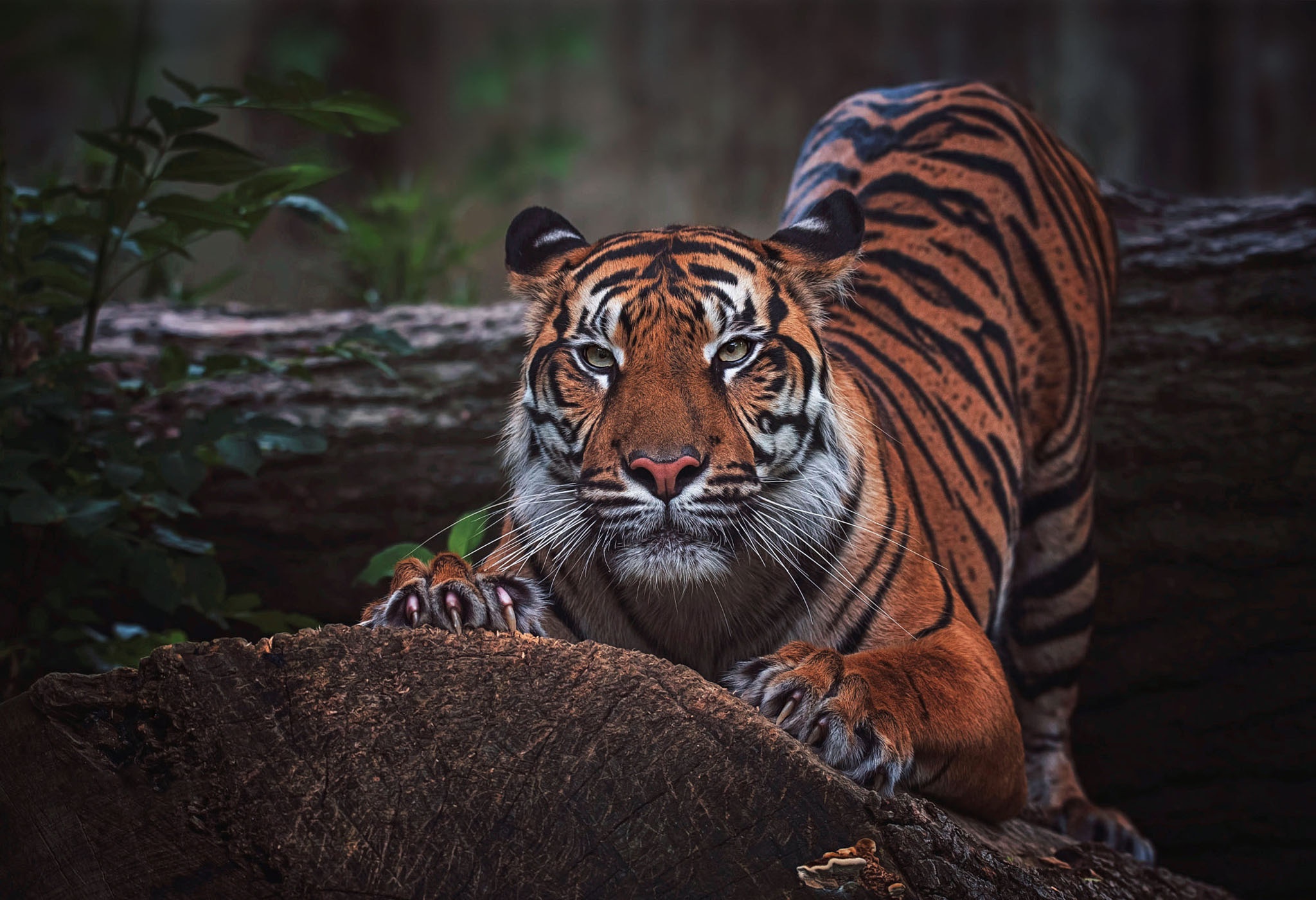 Handy-Wallpaper Tiere, Katzen, Tiger kostenlos herunterladen.