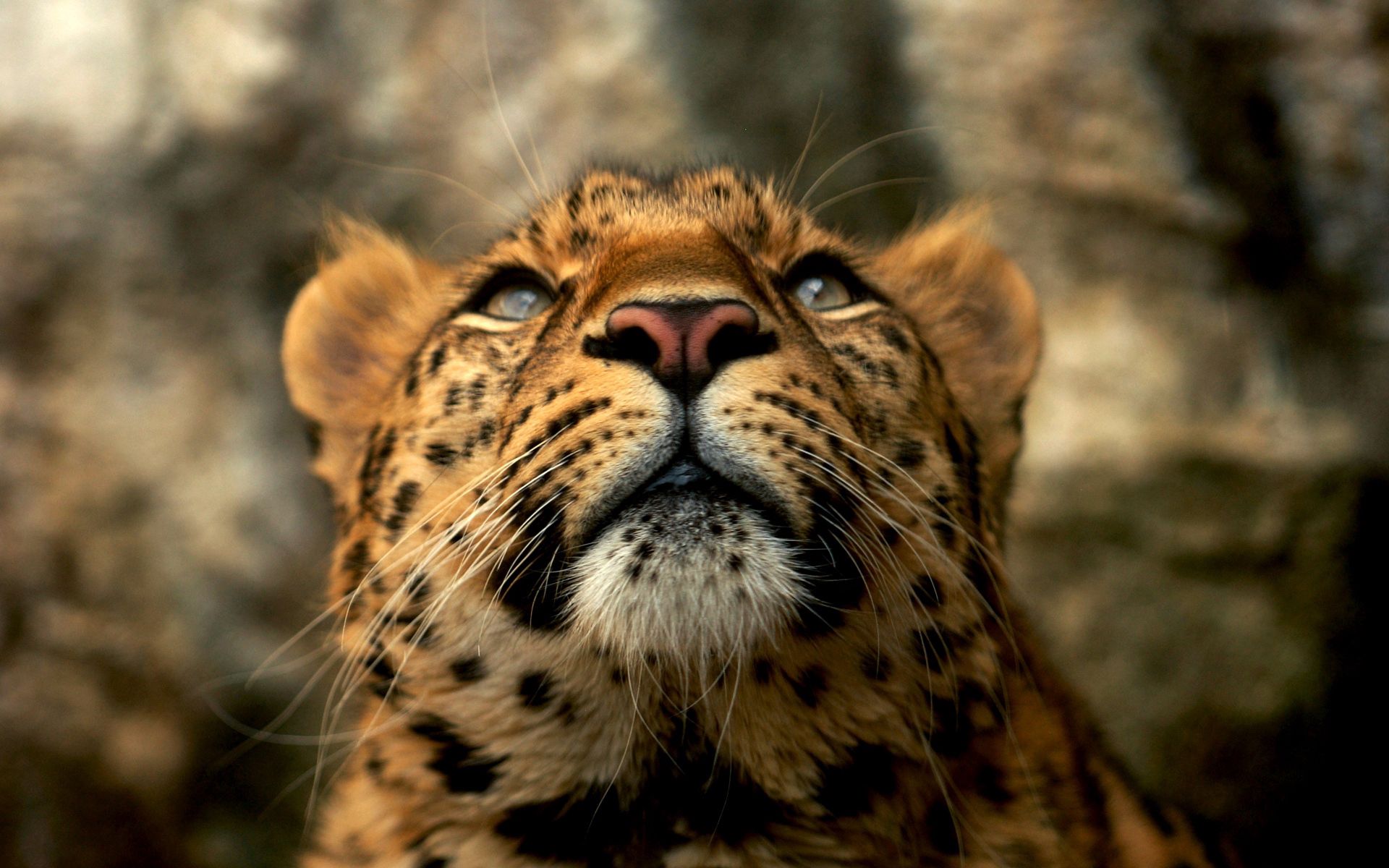 Download mobile wallpaper Muzzle, Leopard, Big Cat, Predator, Color, Animals for free.
