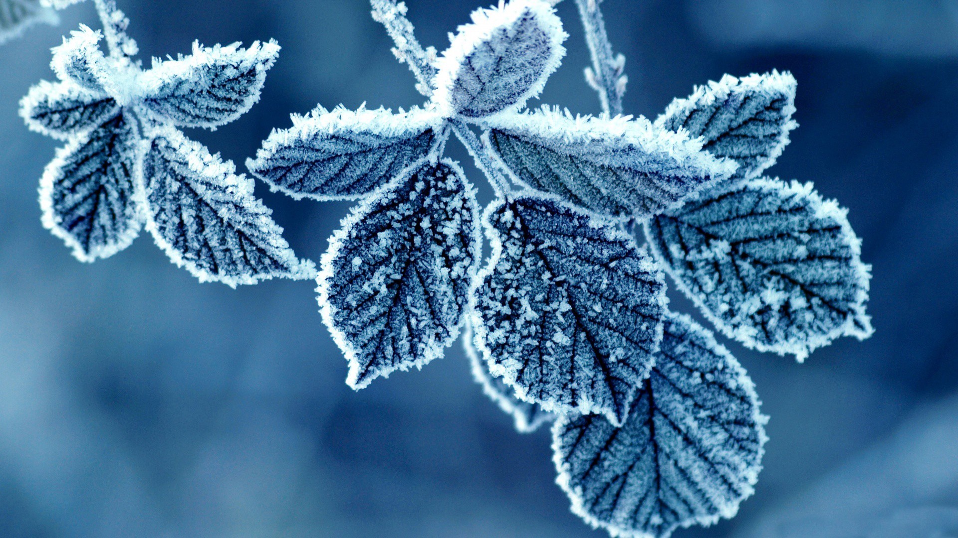 23542 baixar papel de parede inverno, azul, fundo, folhas, neve - protetores de tela e imagens gratuitamente