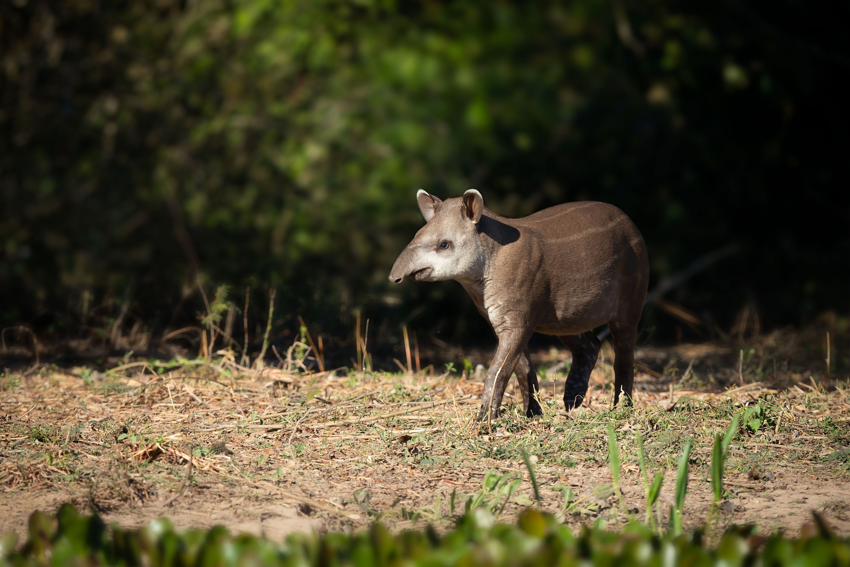 991310 Hintergrundbild herunterladen tiere, tapir - Bildschirmschoner und Bilder kostenlos