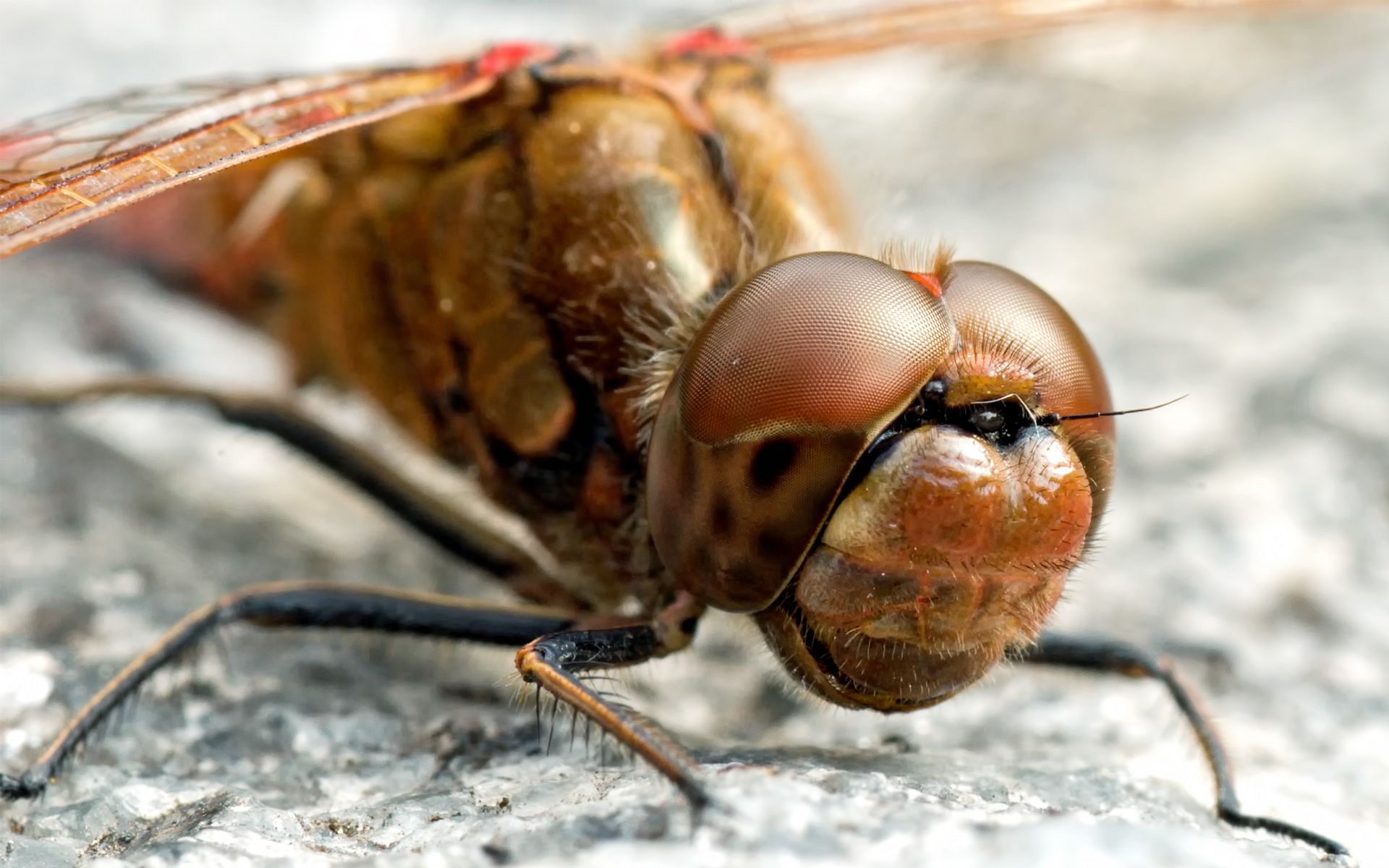 Laden Sie das Tiere, Libelle-Bild kostenlos auf Ihren PC-Desktop herunter