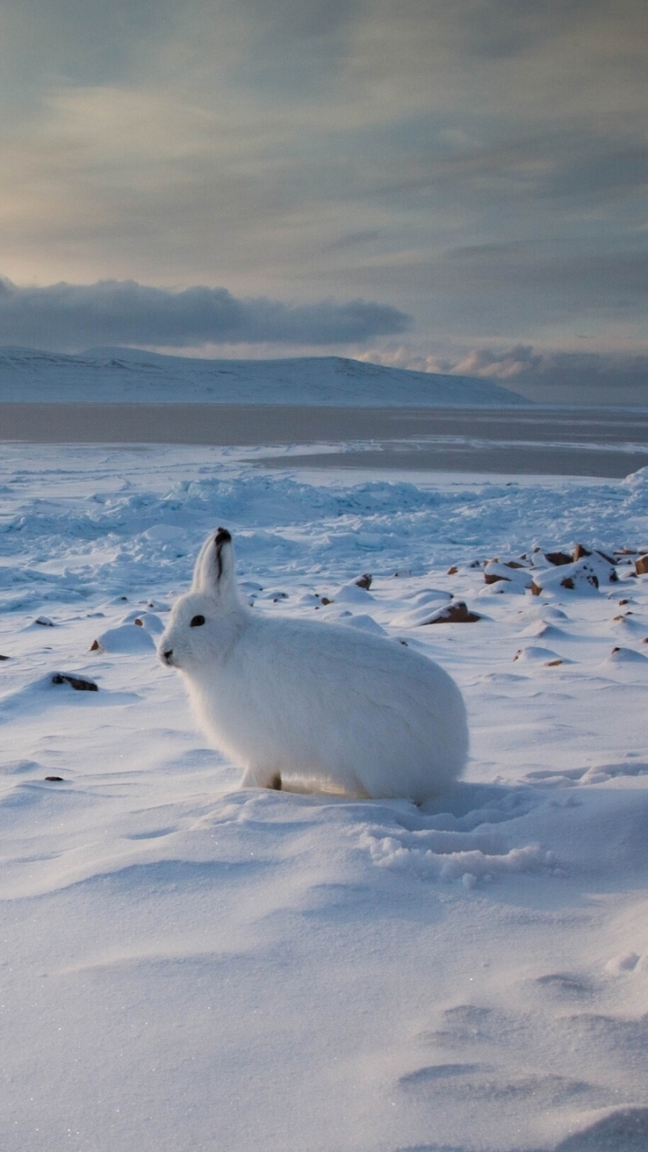 無料モバイル壁紙動物, 風景, 雪, 野ウサギ, ホッキョクウサギをダウンロードします。