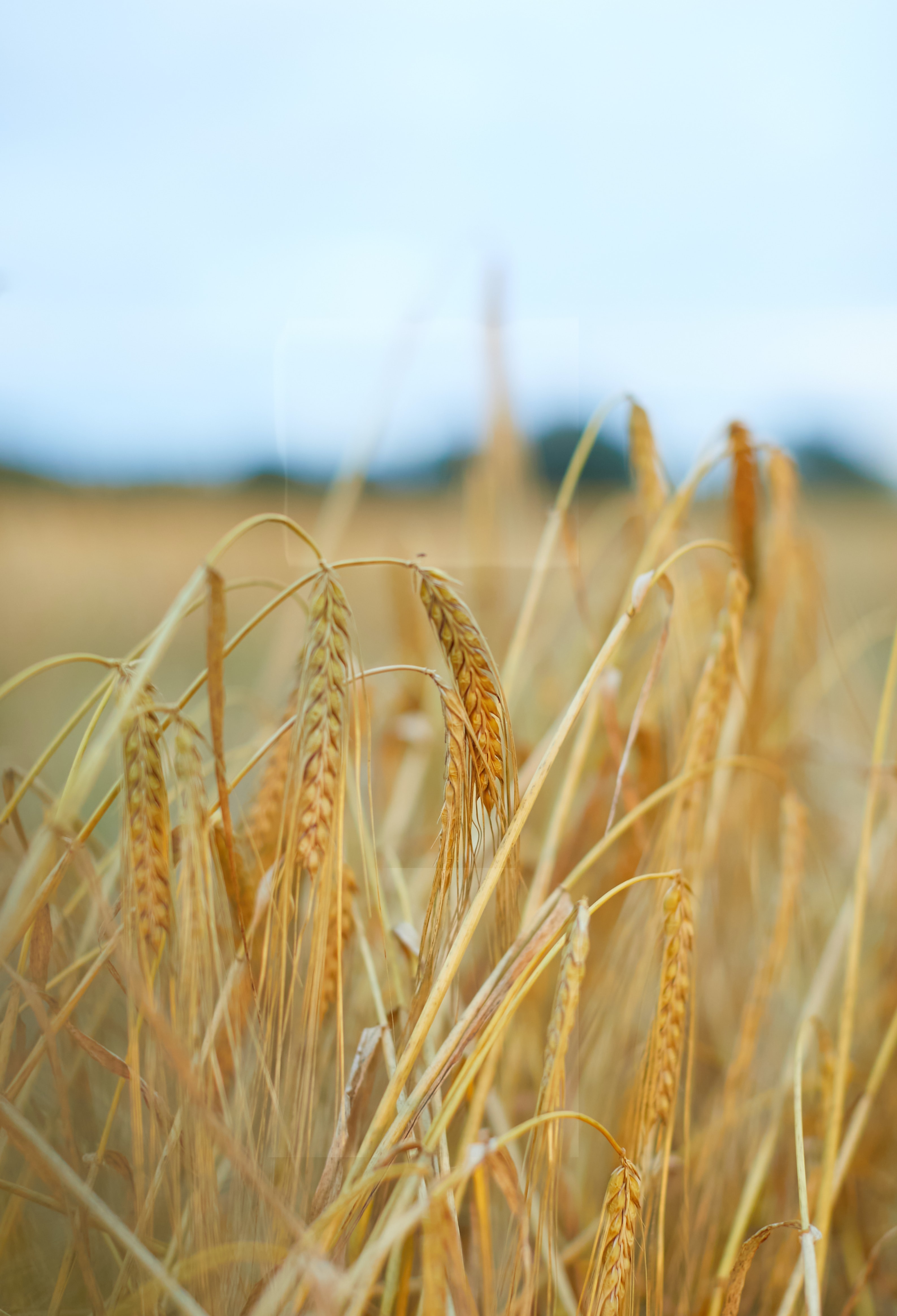 wheat, nature, plant, field, ears, dry, spikes