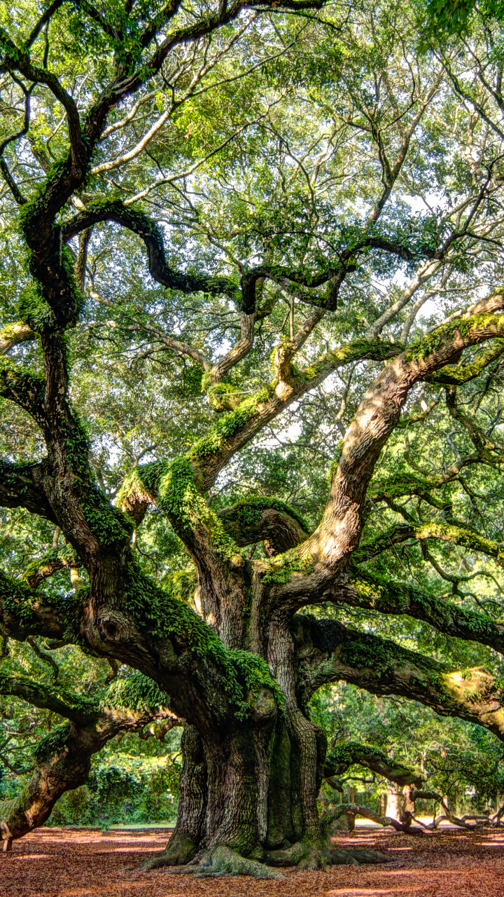 Download mobile wallpaper Nature, Trees, Tree, Branch, Earth, Angel Oak Tree for free.