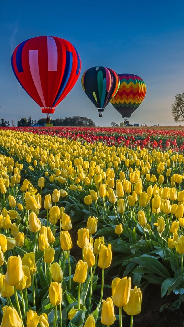 Download mobile wallpaper Summer, Flower, Field, Tulip, Yellow Flower, Red Flower, Vehicles, Hot Air Balloon for free.