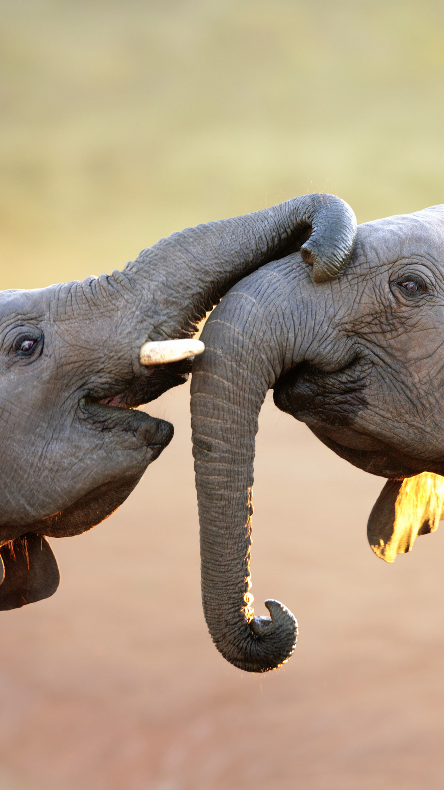 Handy-Wallpaper Tiere, Bokeh, Elefant, Elefanten, Afrikanischer Elefant kostenlos herunterladen.
