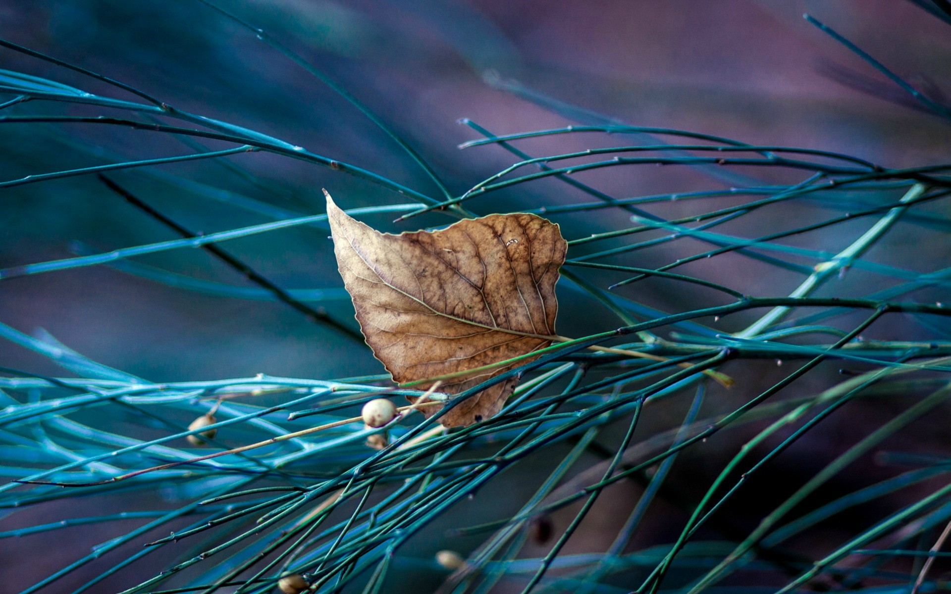 Handy-Wallpaper Blatt, Erde/natur kostenlos herunterladen.