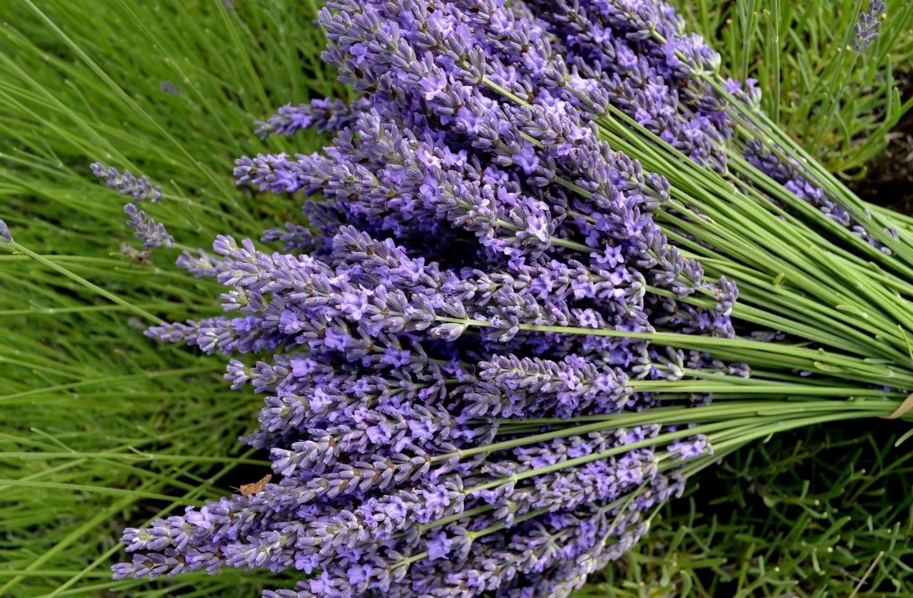 lavender, flowers, close up, greens, bouquet