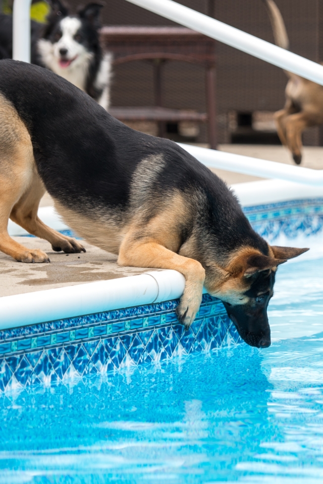 Téléchargez des papiers peints mobile Animaux, Chiens, Chien, Berger Allemand gratuitement.