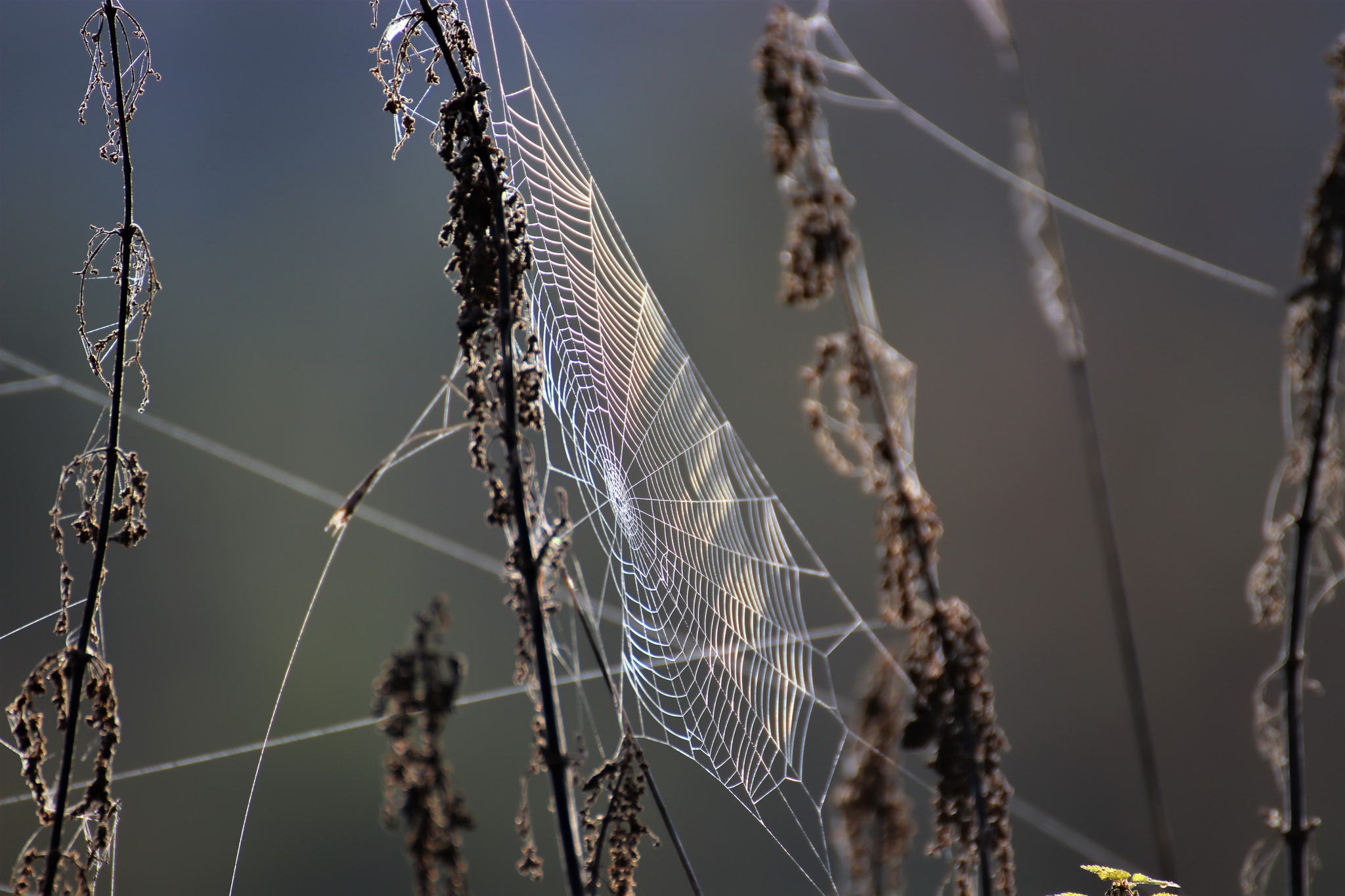 Free download wallpaper Macro, Photography, Spider Web on your PC desktop