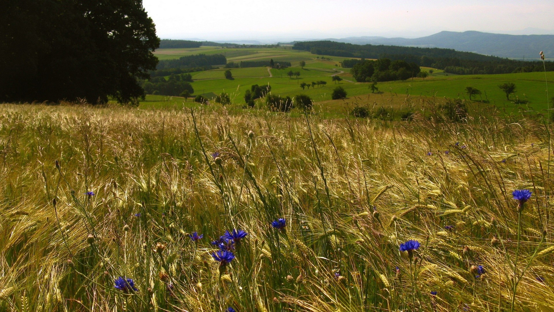 Handy-Wallpaper Blumen, Blume, Erde/natur kostenlos herunterladen.