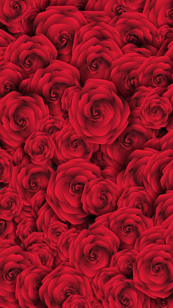 Скачати мобільні шпалери Квітка, Роза, Земля, Червона Троянда, Флауерзи безкоштовно.