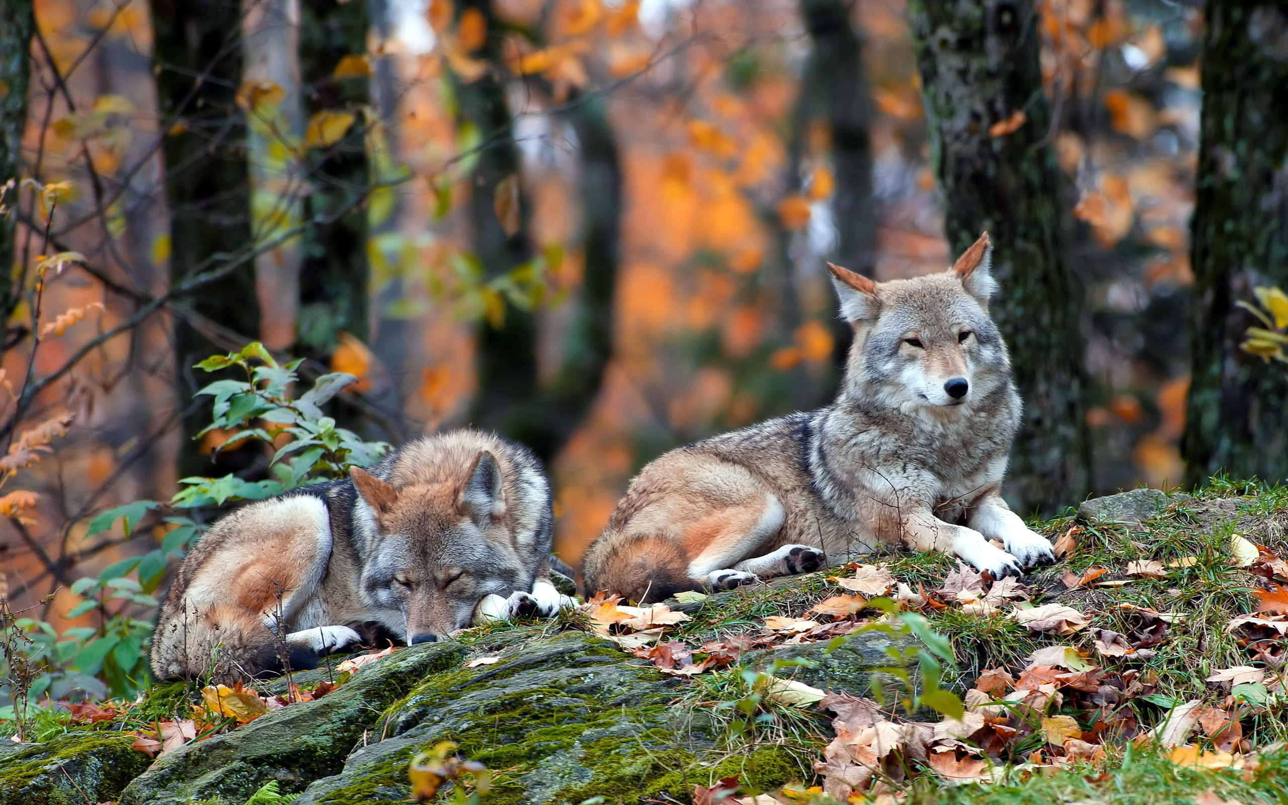 278446壁紙のダウンロード動物, 狼, 秋, 森, 休憩中, オオカミ-スクリーンセーバーと写真を無料で