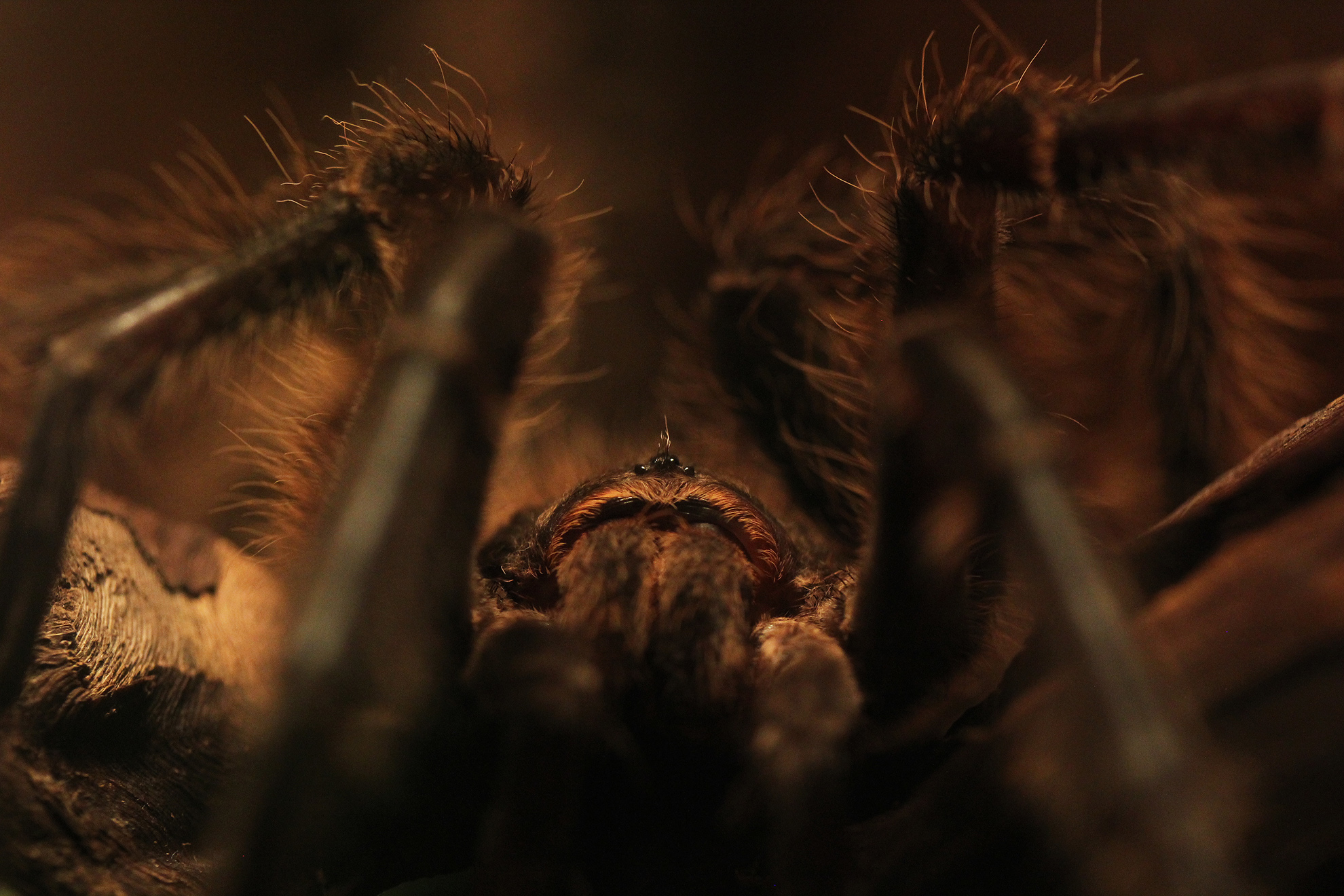 Free download wallpaper Spiders, Macro, Close Up, Animal, Spider, Arachnid on your PC desktop