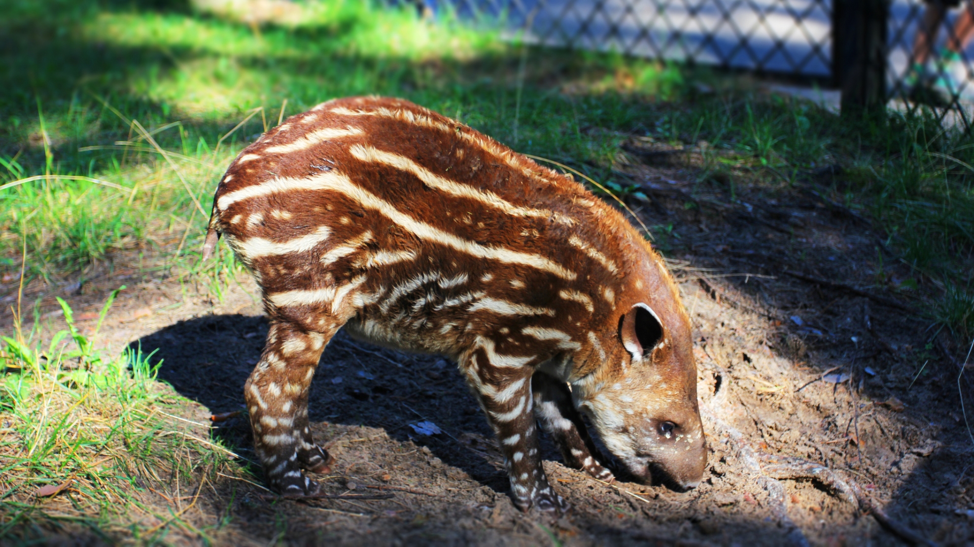 622759 télécharger le fond d'écran animaux, tapir - économiseurs d'écran et images gratuitement