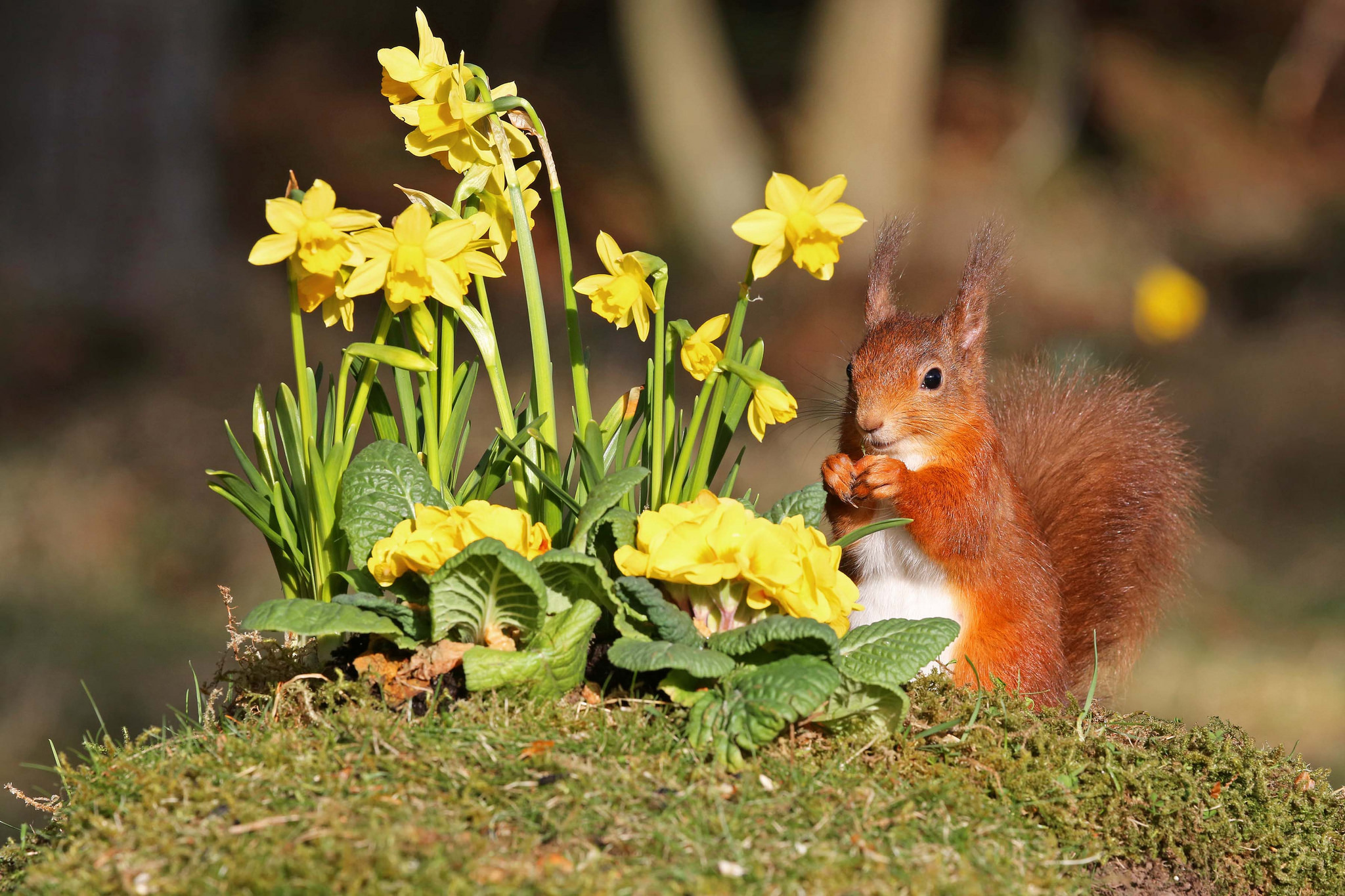 animal, squirrel, daffodil, depth of field, eating, flower, moss, rodent, yellow flower