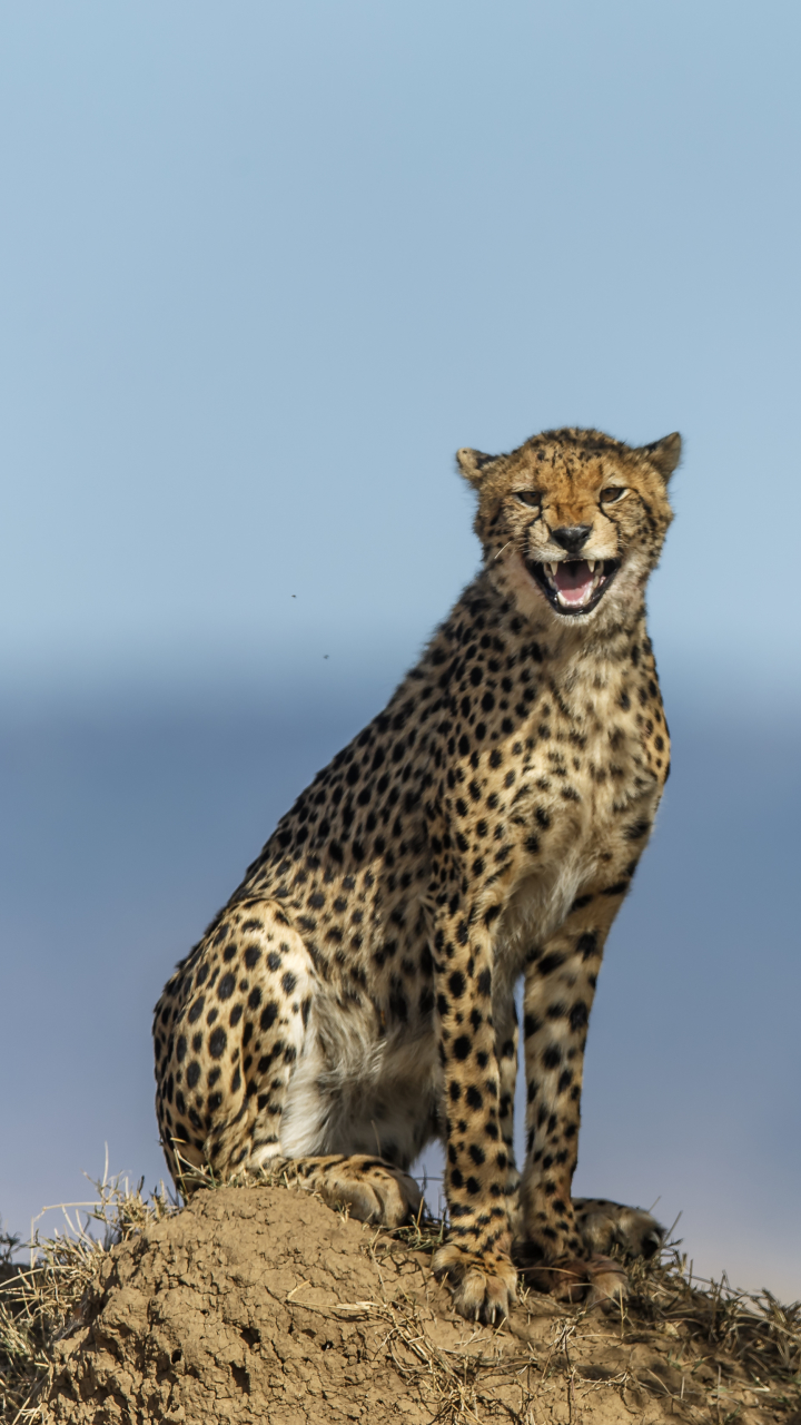 Download mobile wallpaper Cats, Cheetah, Animal, Stare for free.