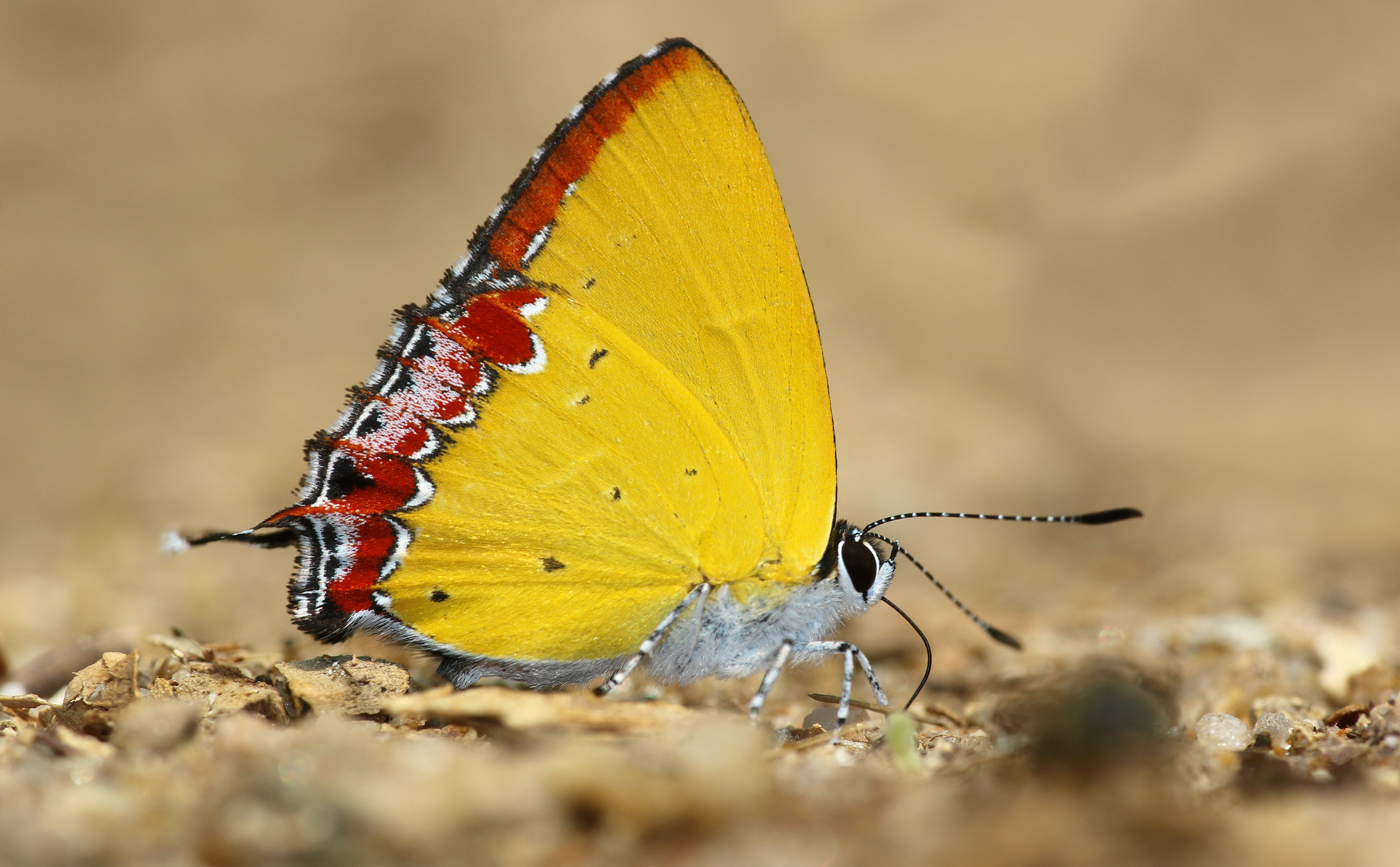 Laden Sie das Tiere, Schmetterlinge, Makro, Insekt-Bild kostenlos auf Ihren PC-Desktop herunter