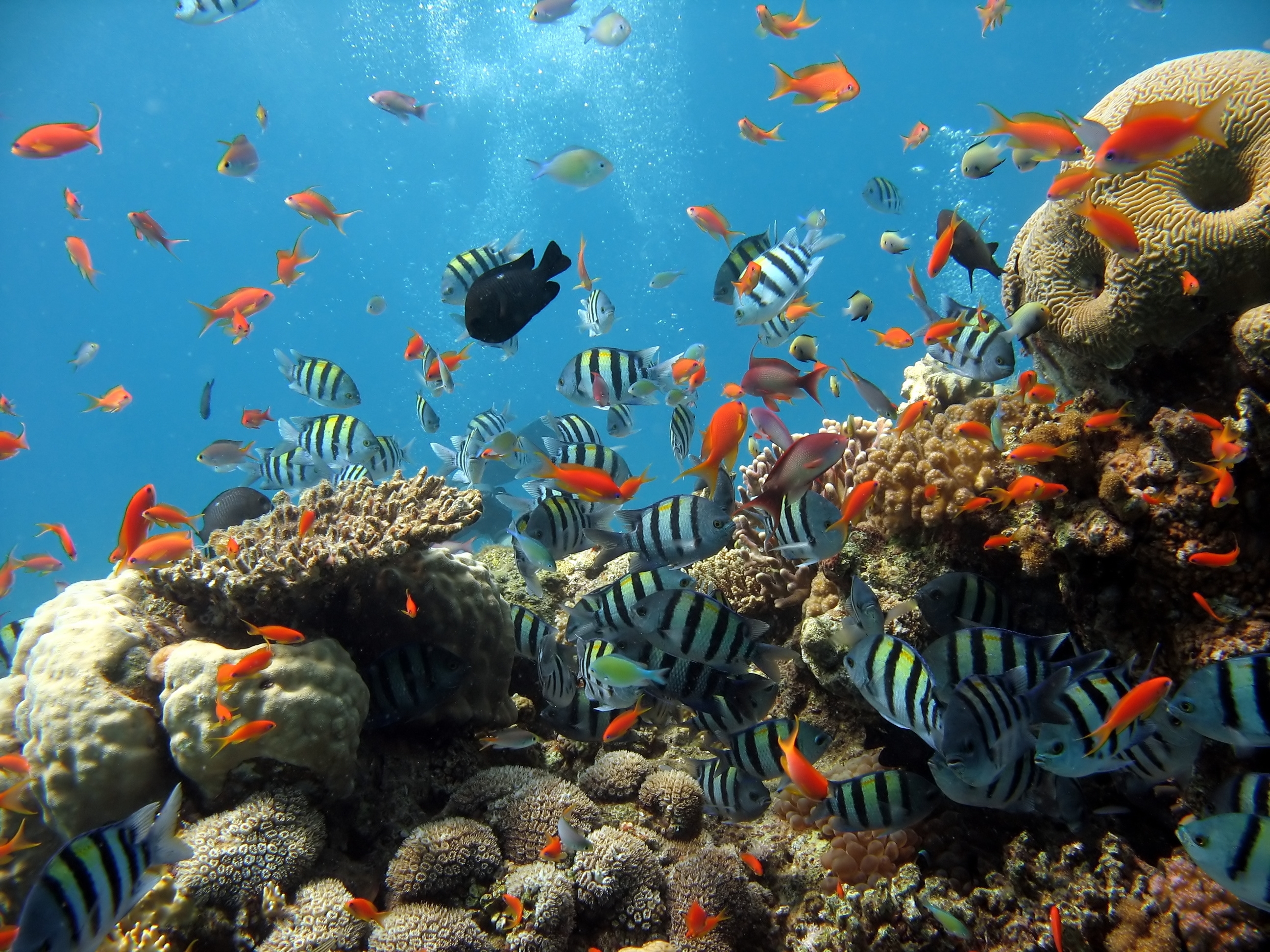 fishes, underwater world, animals, ocean