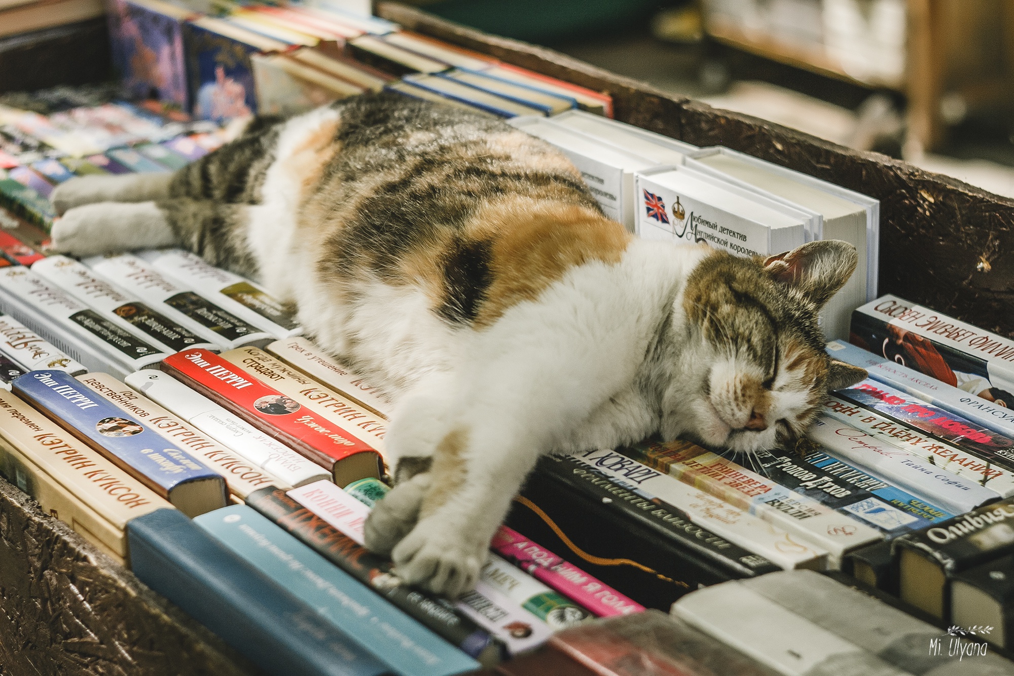 Скачать обои бесплатно Животные, Книга, Кошка, Кошки, Спать картинка на рабочий стол ПК
