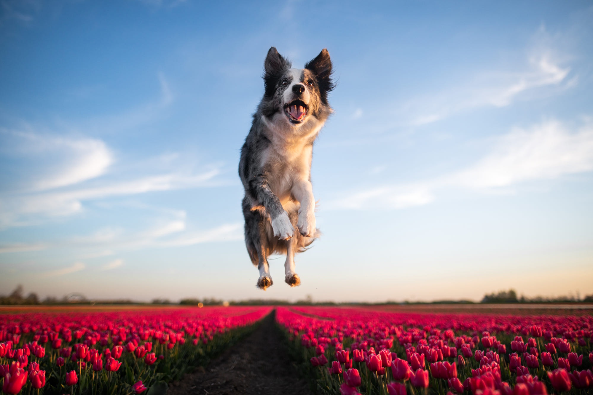 Скачать обои бесплатно Животные, Собаки, Прыжок, Тюльпан, Бордер Колли, Розовый Цветок картинка на рабочий стол ПК