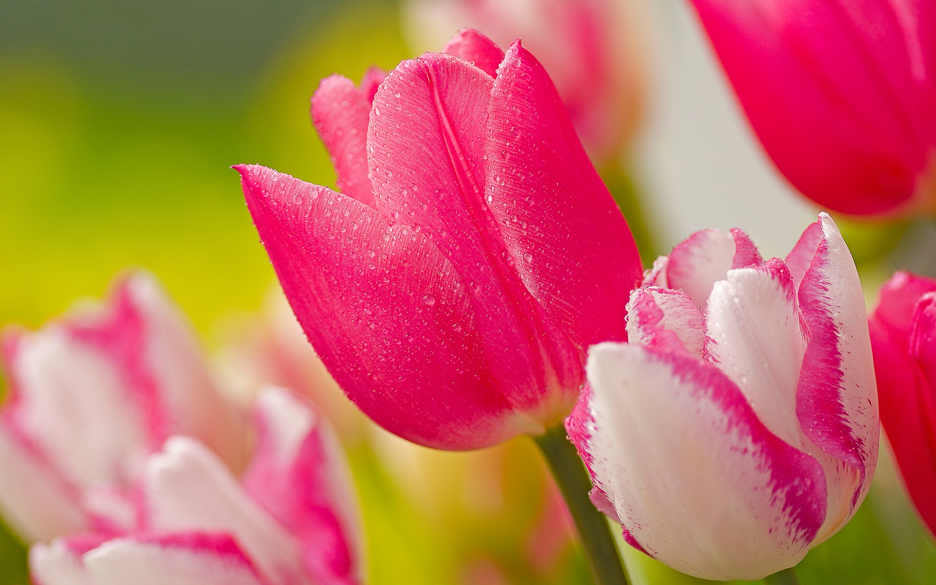 Download mobile wallpaper Tulip, Flowers, Earth for free.