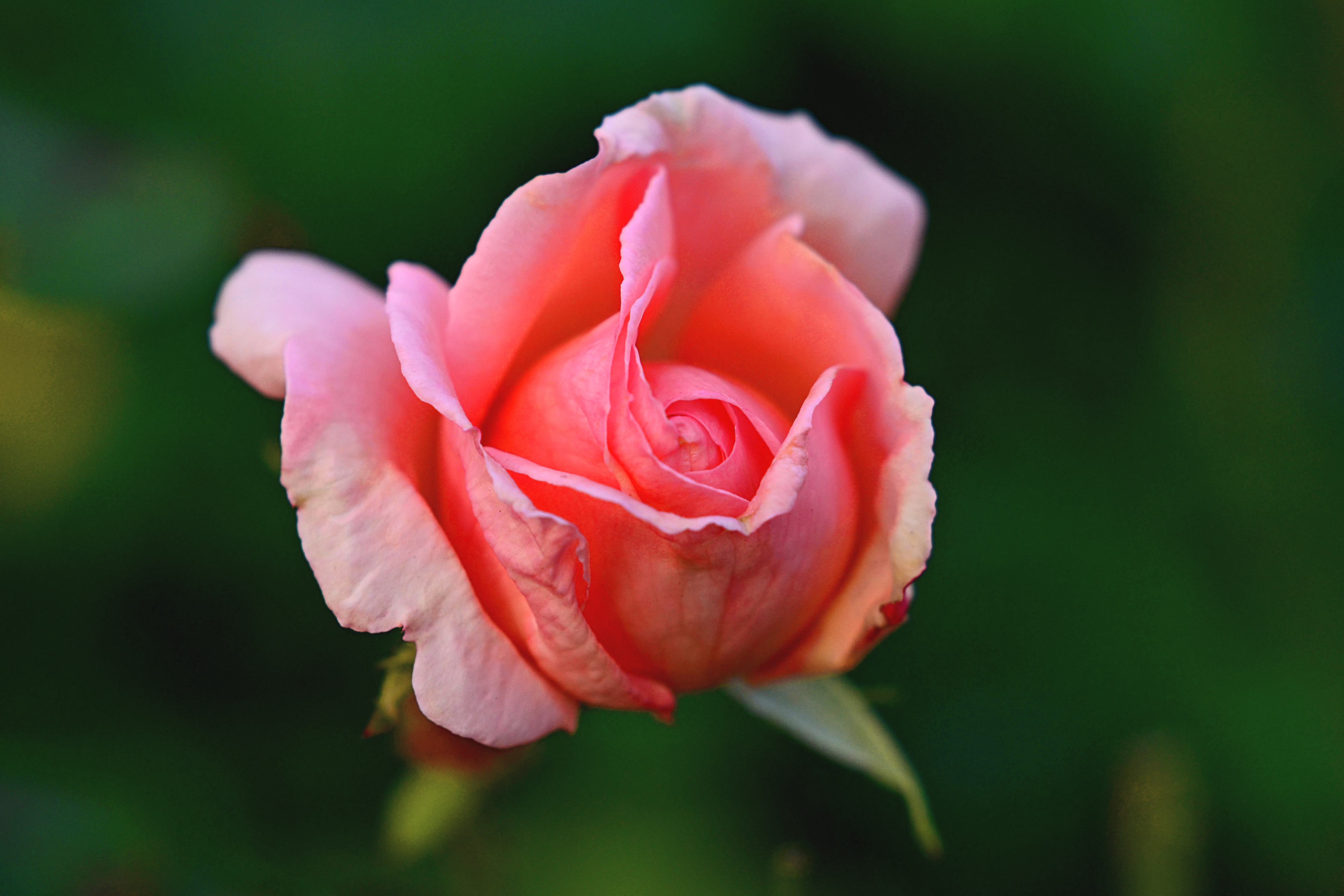 Descarga gratuita de fondo de pantalla para móvil de Macrofotografía, Flores, Flor, Rosa, Tierra/naturaleza.