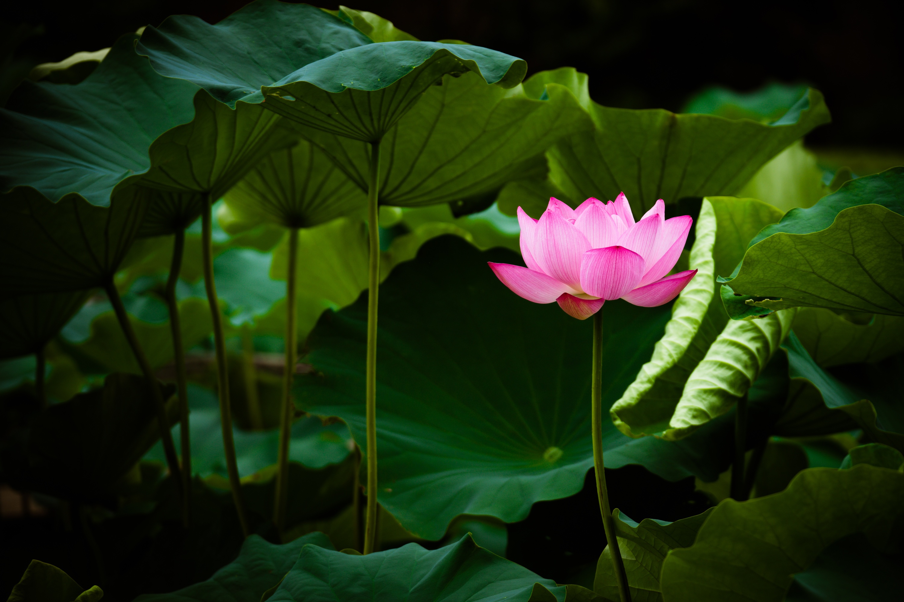 Download mobile wallpaper Flowers, Lotus, Flower, Earth, Pink Flower, Greenery for free.
