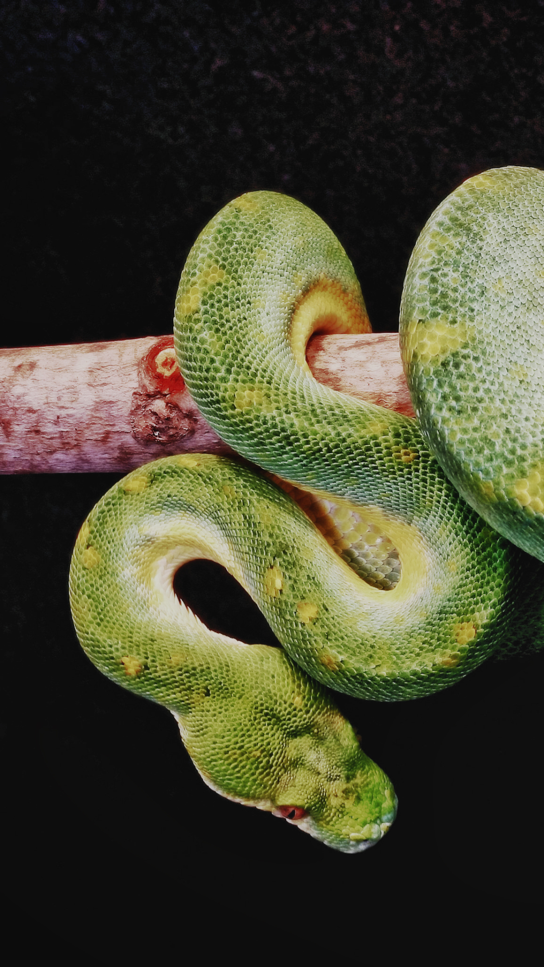 Descarga gratuita de fondo de pantalla para móvil de Animales, Serpiente, Reptiles.