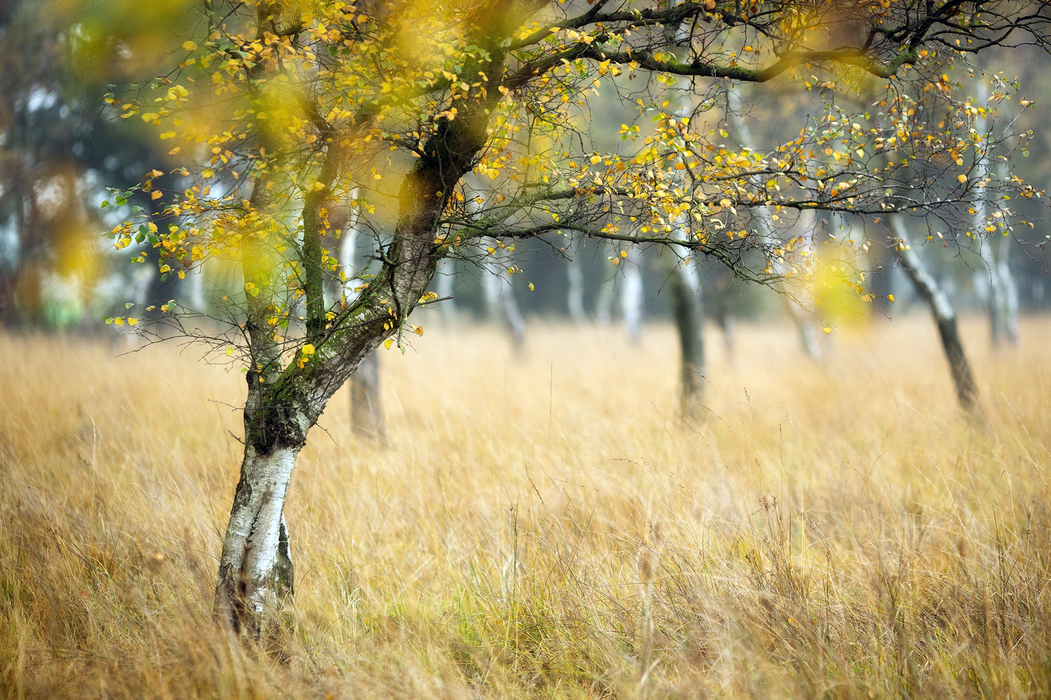 Free download wallpaper Nature, Trees, Grass, Tree, Fall, Earth, Depth Of Field on your PC desktop