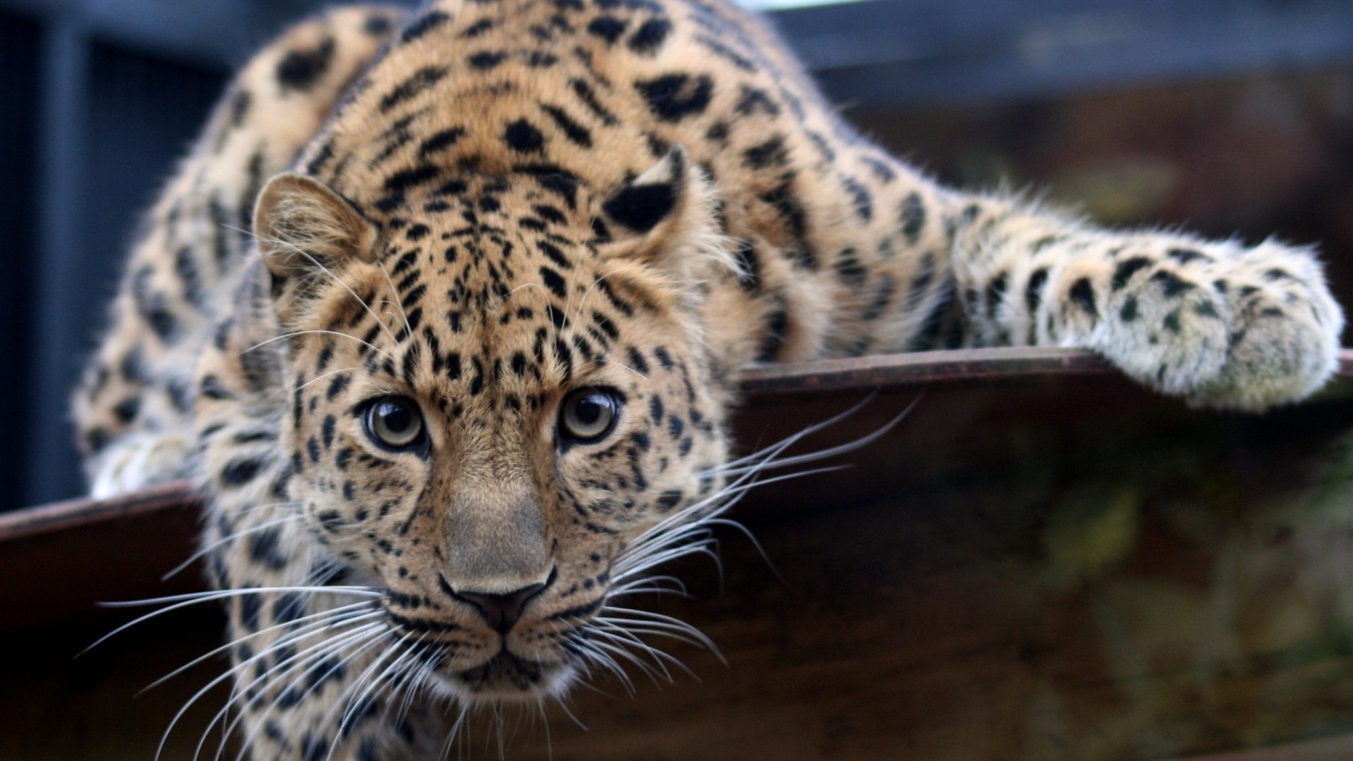 28607 descargar imagen animales, leopardos: fondos de pantalla y protectores de pantalla gratis