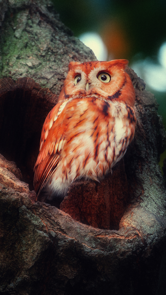 無料モバイル壁紙動物, 鳥, フクロウをダウンロードします。