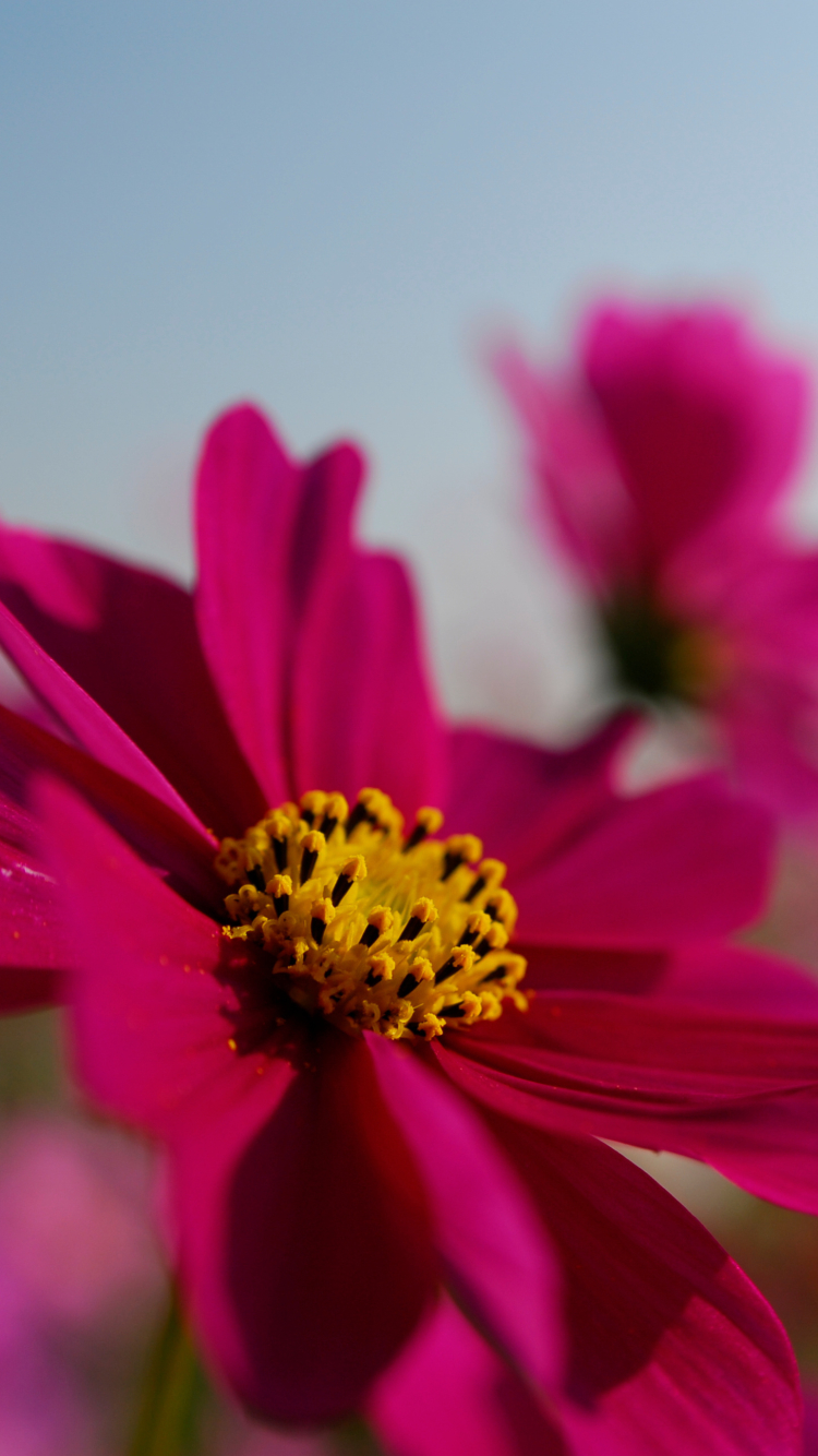 Handy-Wallpaper Blumen, Blume, Erde/natur kostenlos herunterladen.