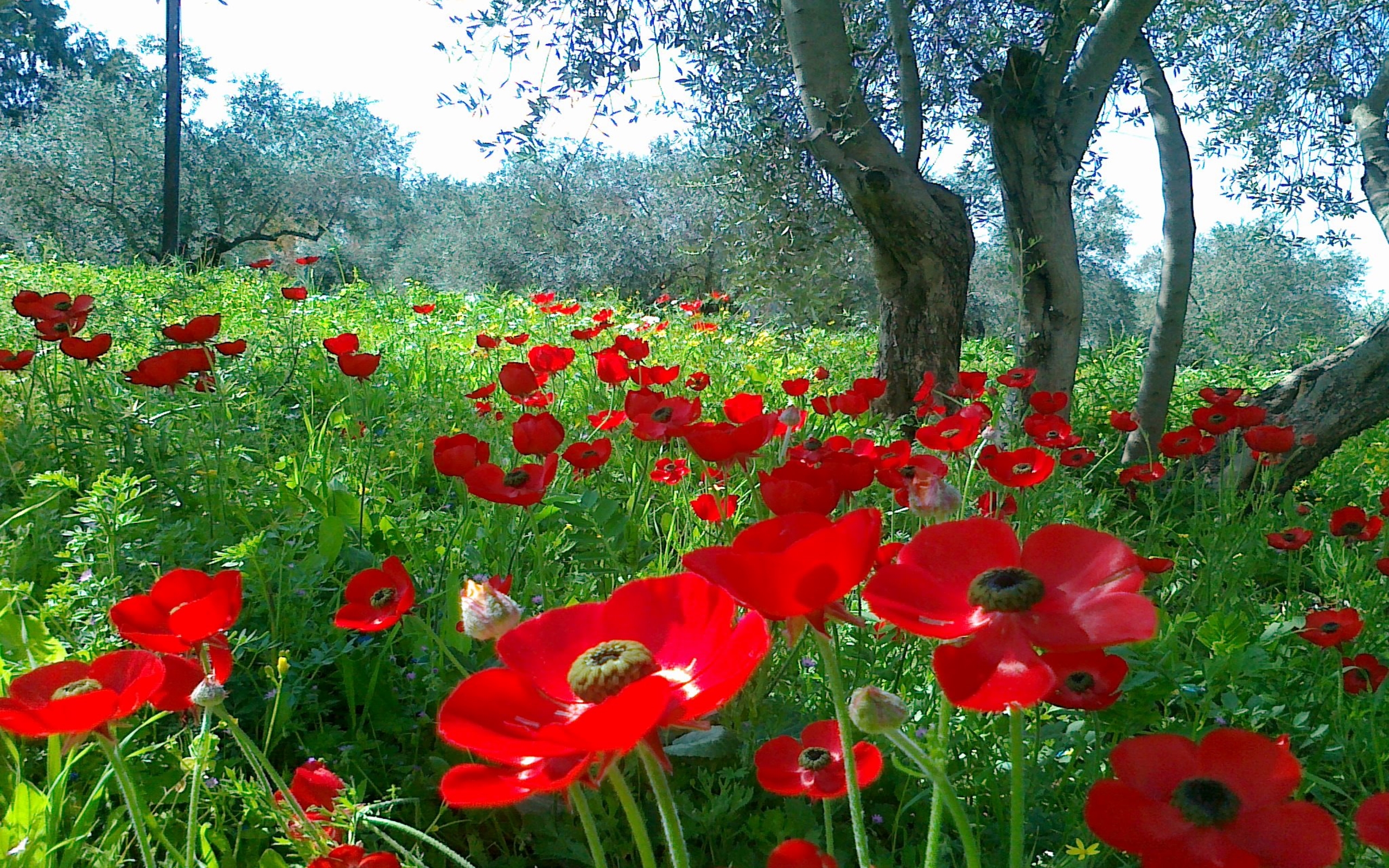 Download mobile wallpaper Nature, Flowers, Grass, Tree, Close Up, Earth, Field, Poppy for free.