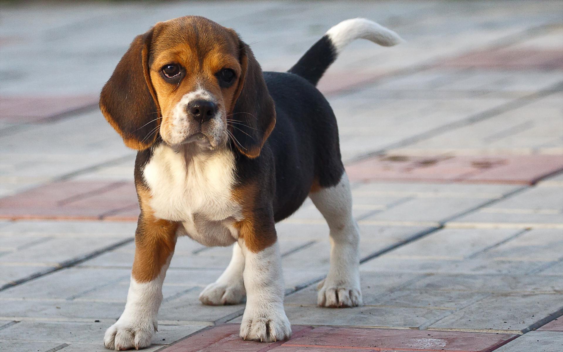 Laden Sie das Tiere, Hunde, Hund, Welpen, Beagle-Bild kostenlos auf Ihren PC-Desktop herunter