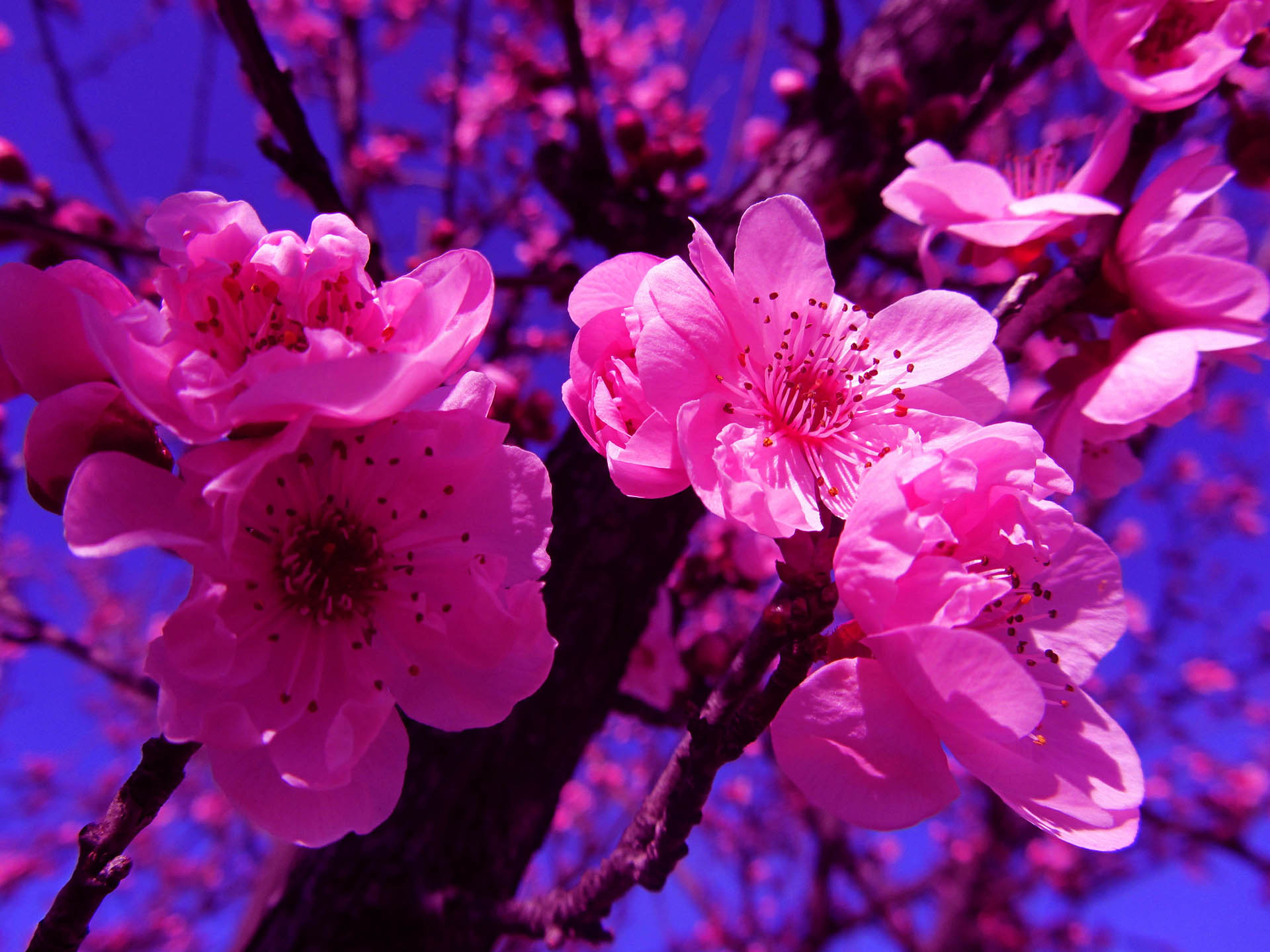 Laden Sie das Blumen, Ast, Nahansicht, Blüte, Kirschblüte, Erde/natur, Pinke Blume-Bild kostenlos auf Ihren PC-Desktop herunter