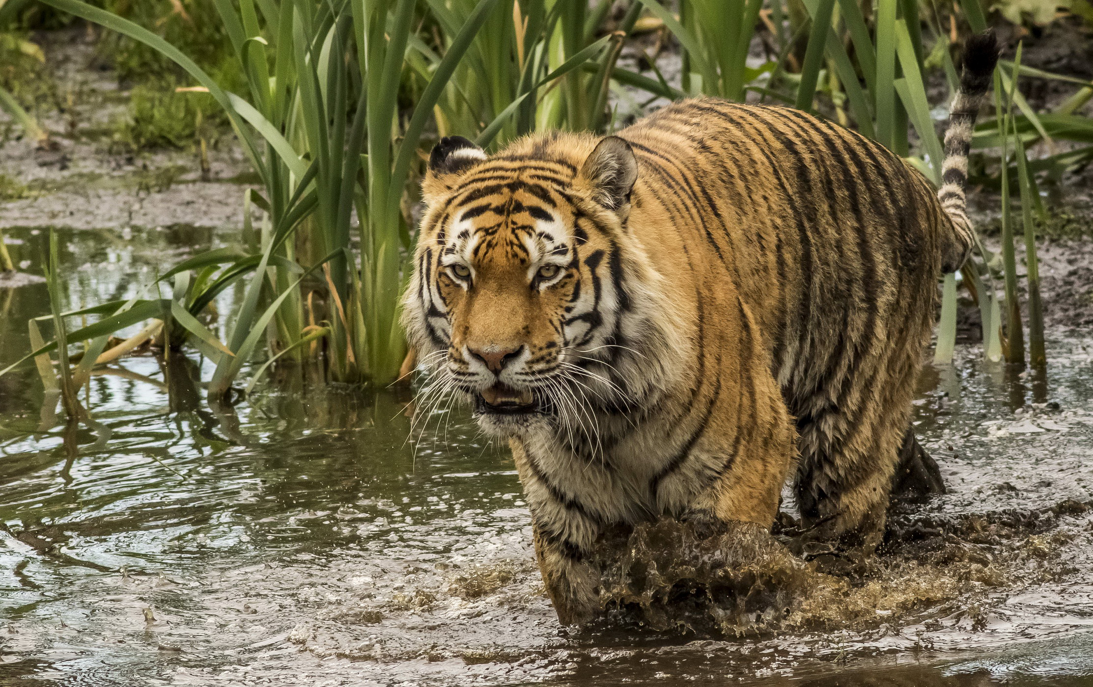 Free download wallpaper Cats, Water, Tiger, Animal on your PC desktop