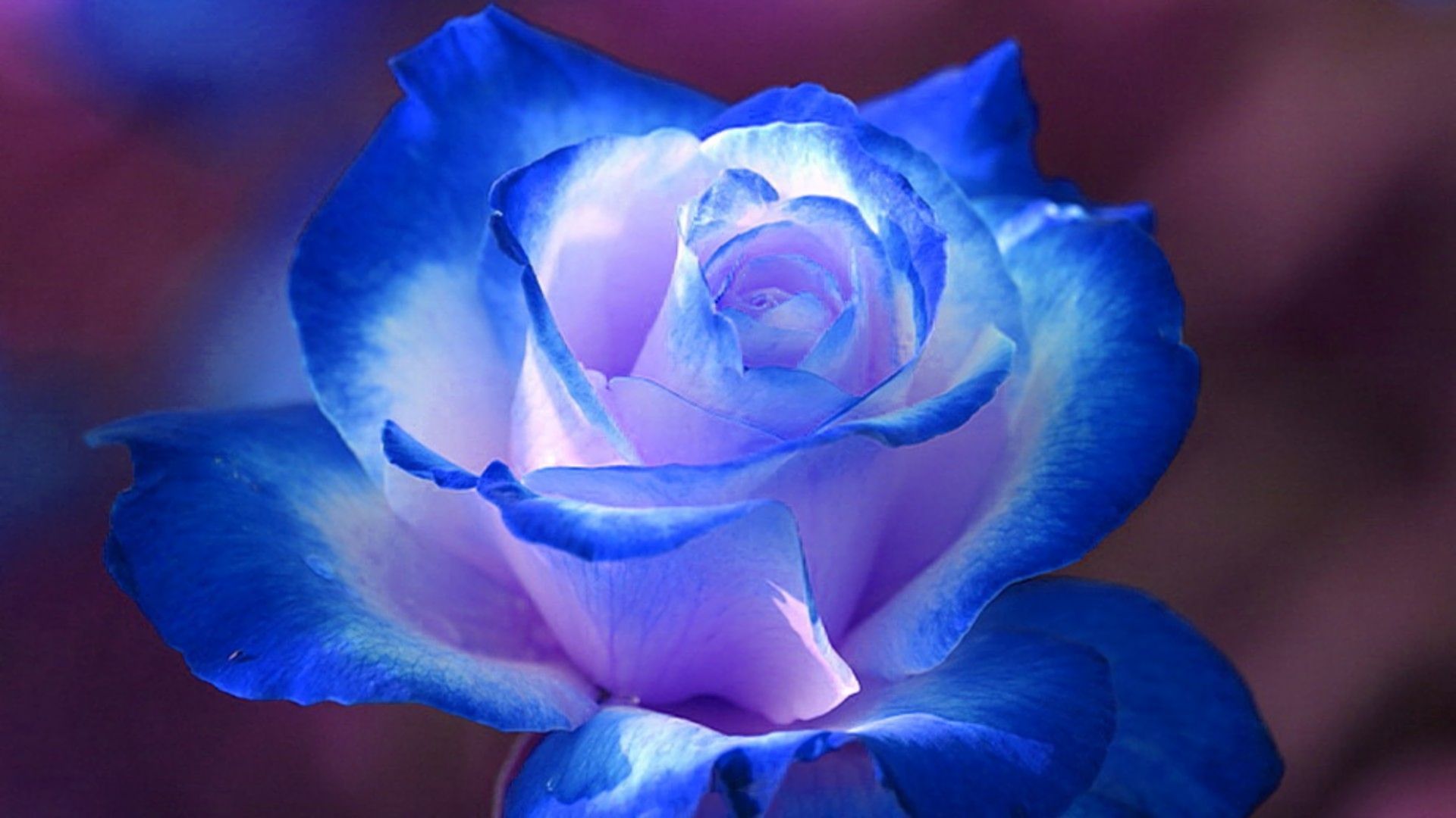 383270 baixar papel de parede terra/natureza, rosa, flor azul, rosa azul, flores - protetores de tela e imagens gratuitamente