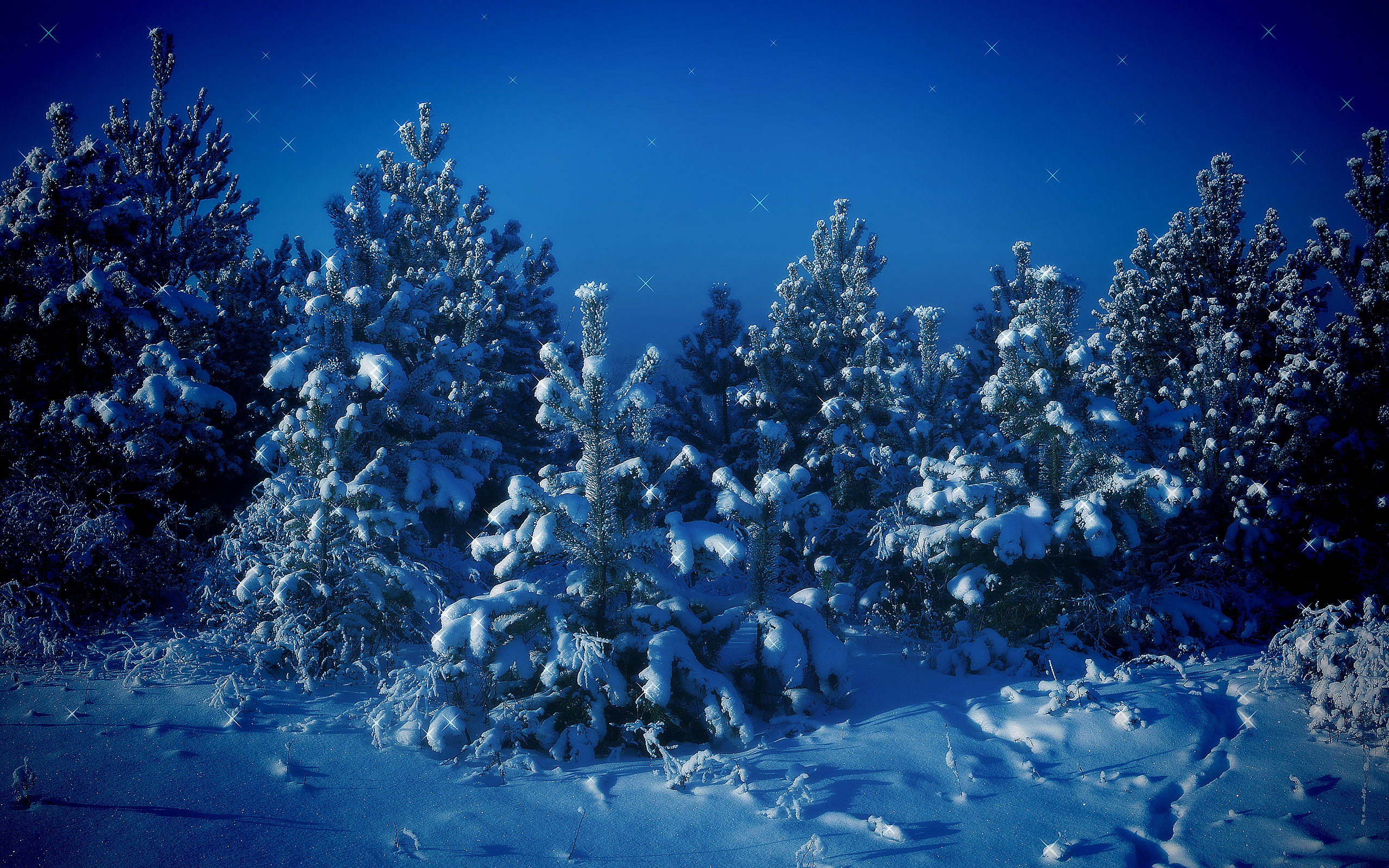 Free download wallpaper Winter, Snow, Forest, Tree, Earth, Pine Tree on your PC desktop