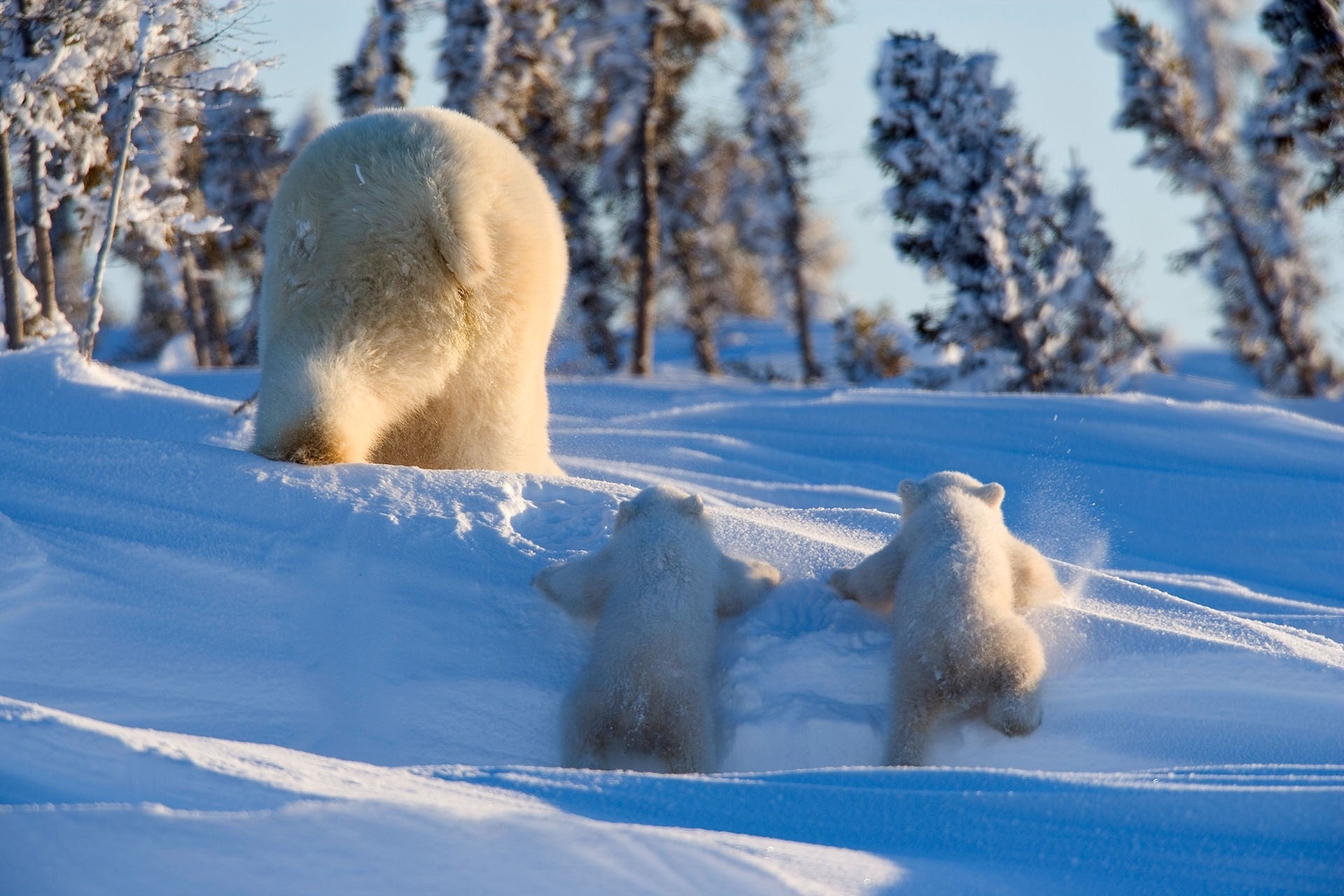 Download mobile wallpaper Snow, Bears, Animal, Polar Bear, Baby Animal, Cub for free.
