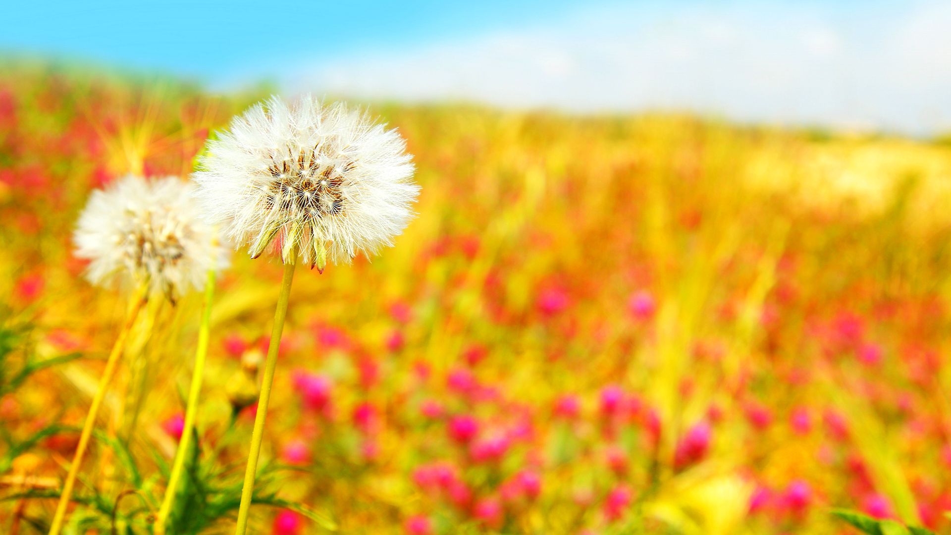 Free download wallpaper Plants, Flowers, Dandelions on your PC desktop