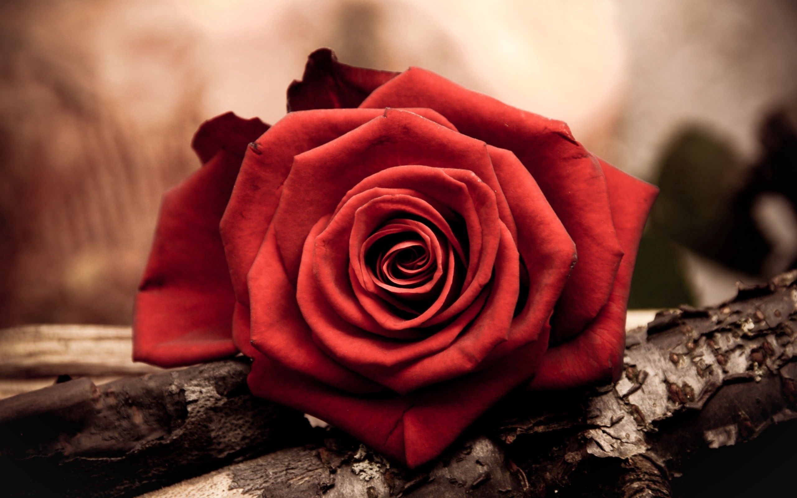 51950 завантажити шпалери червоний, квітка, макро, макрос, роза, троянда, пелюсток, пелюстка - заставки і картинки безкоштовно