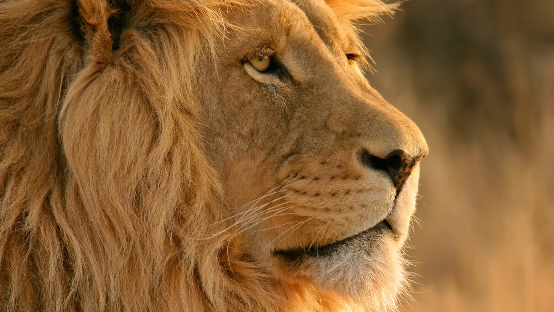 Téléchargez des papiers peints mobile Animaux, Lion gratuitement.