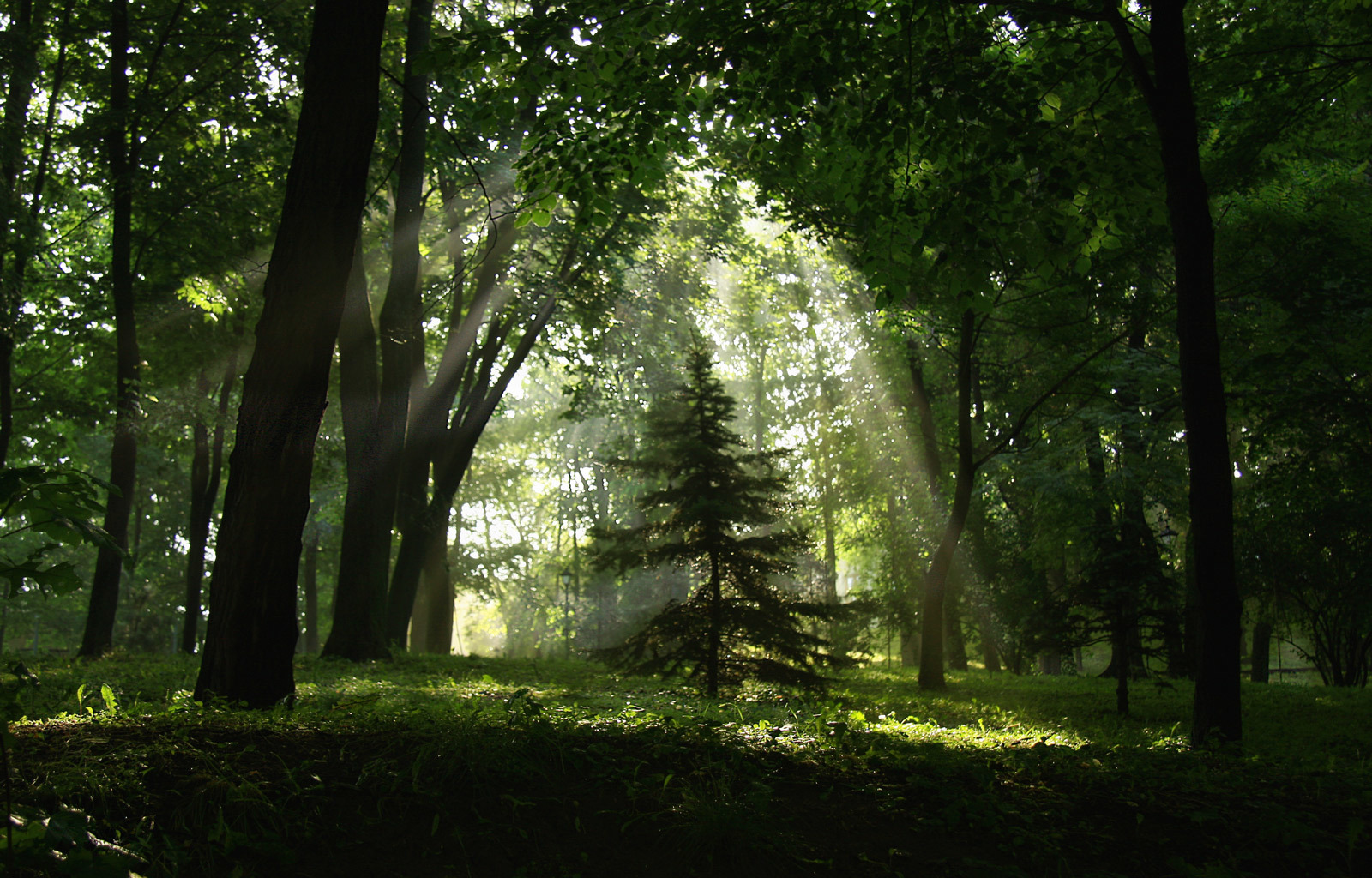 Baixe gratuitamente a imagem Paisagem, Natureza, Árvores na área de trabalho do seu PC
