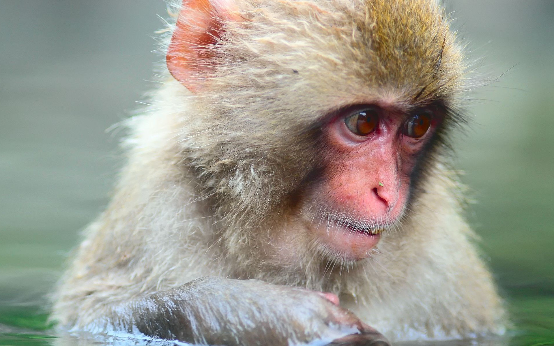 animal, japanese macaque, monkey, monkeys