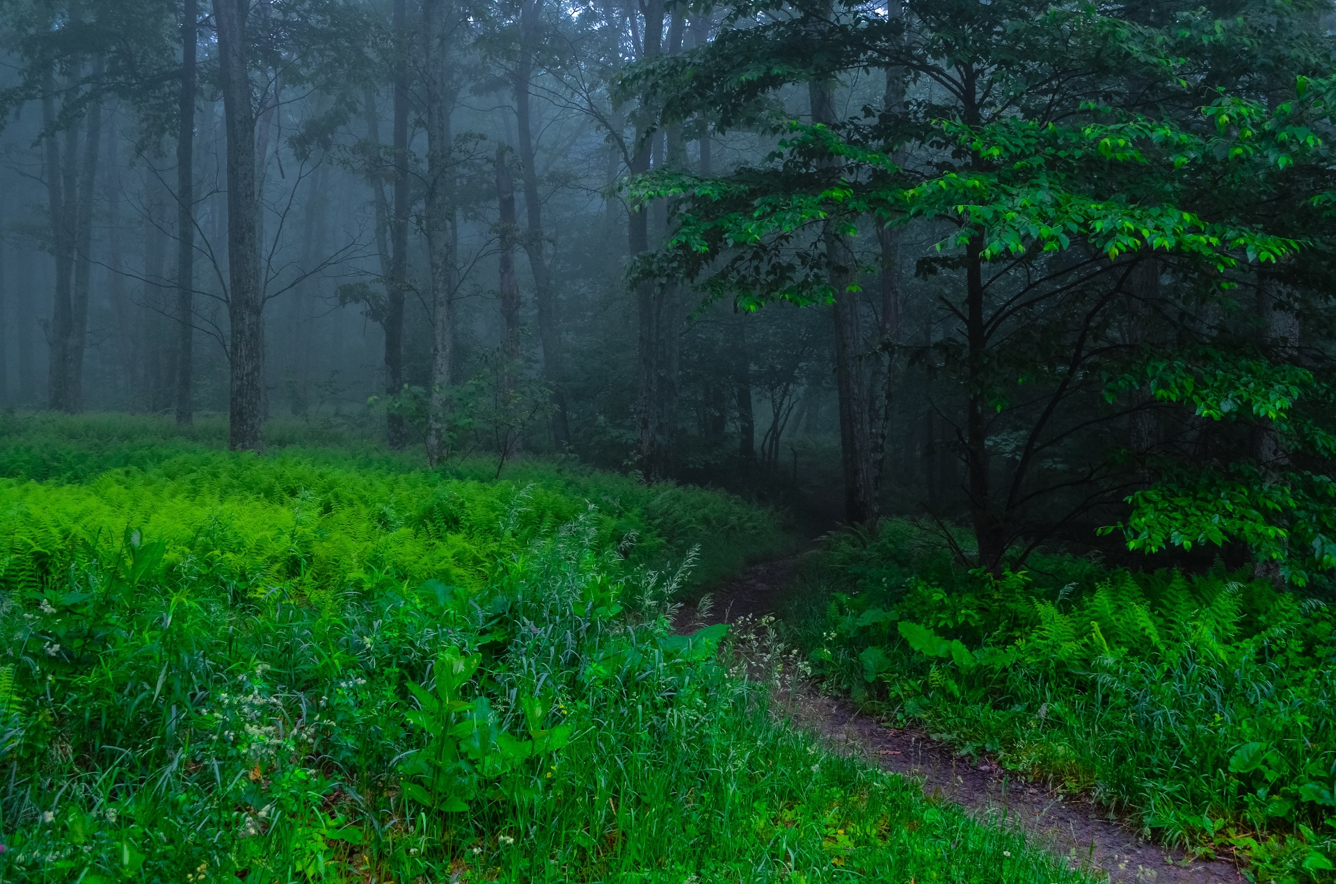 Download mobile wallpaper Forest, Fog, Earth, Path for free.