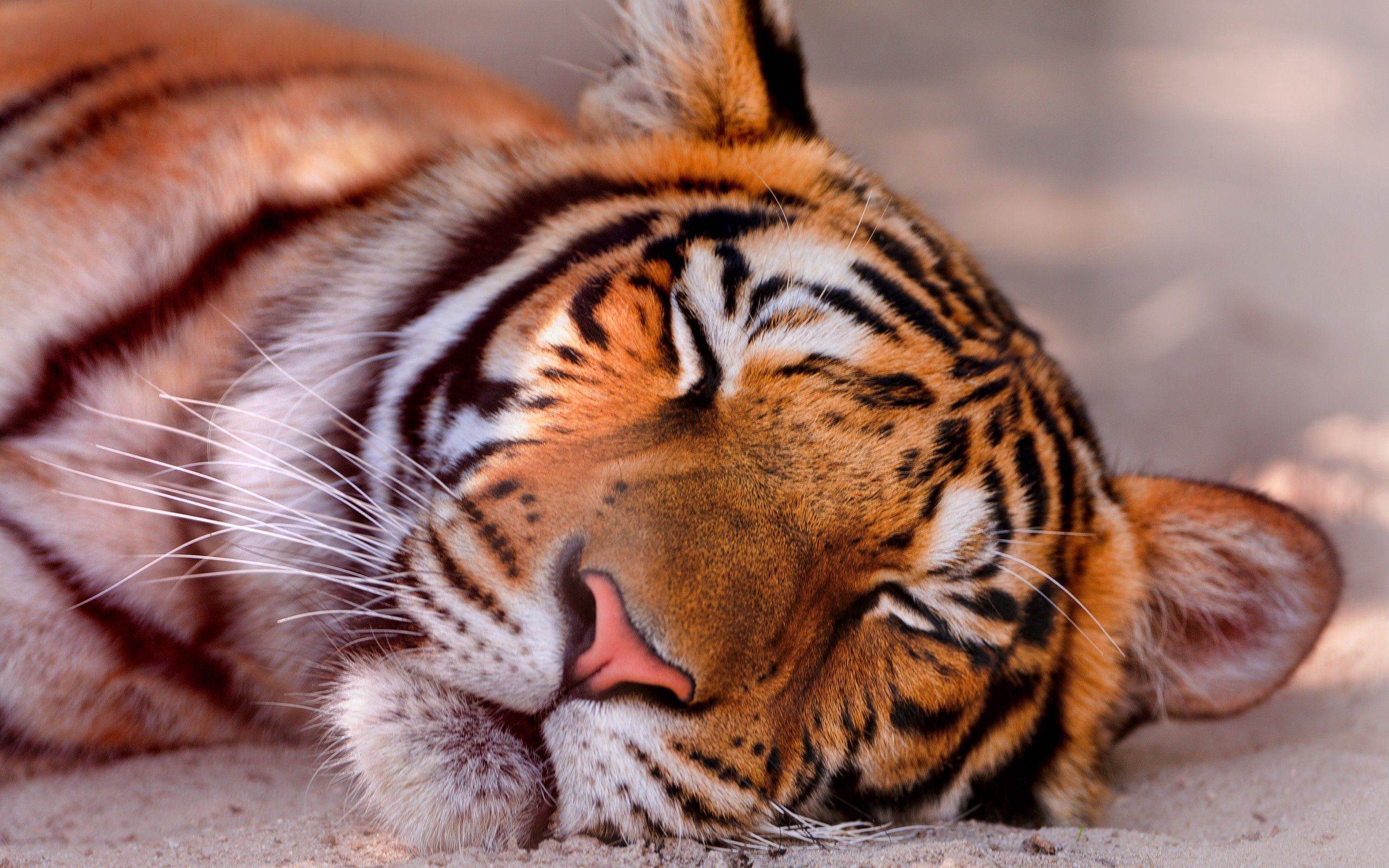 Download mobile wallpaper Muzzle, Dream, Animals, Sleep, Close Up, Tiger for free.