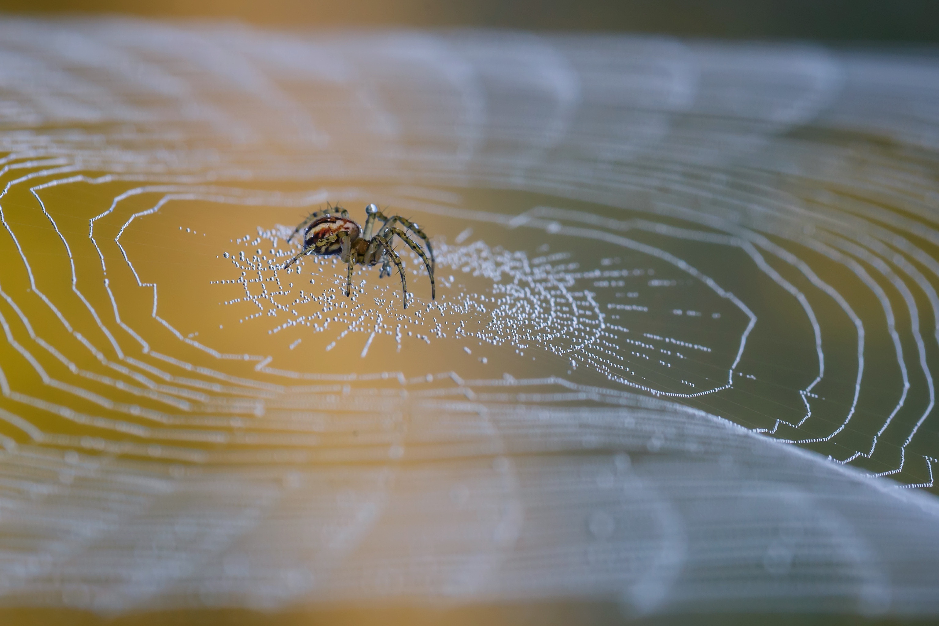Téléchargez des papiers peints mobile Animaux, Araignées, Macro, Araignée, Arachnide, Toile D'araignée gratuitement.
