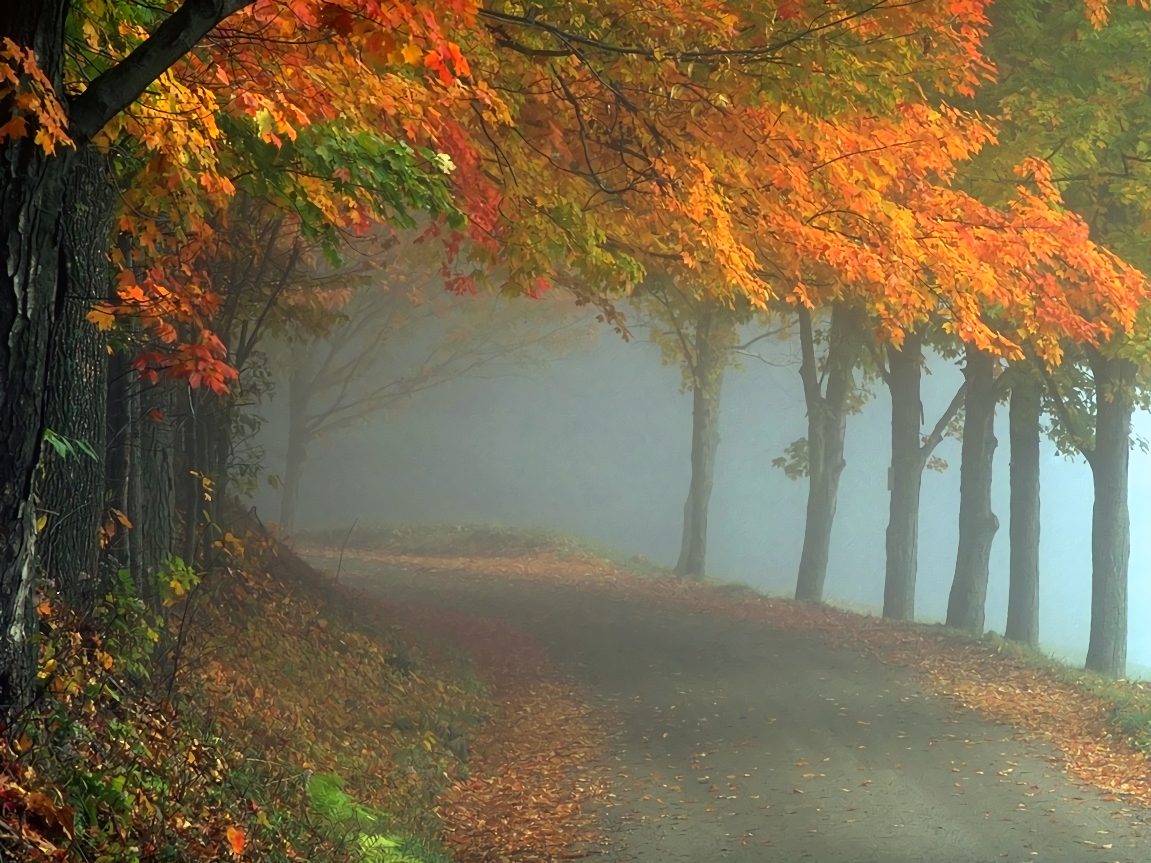 Download mobile wallpaper Road, Forest, Tree, Fog, Fall, Man Made for free.